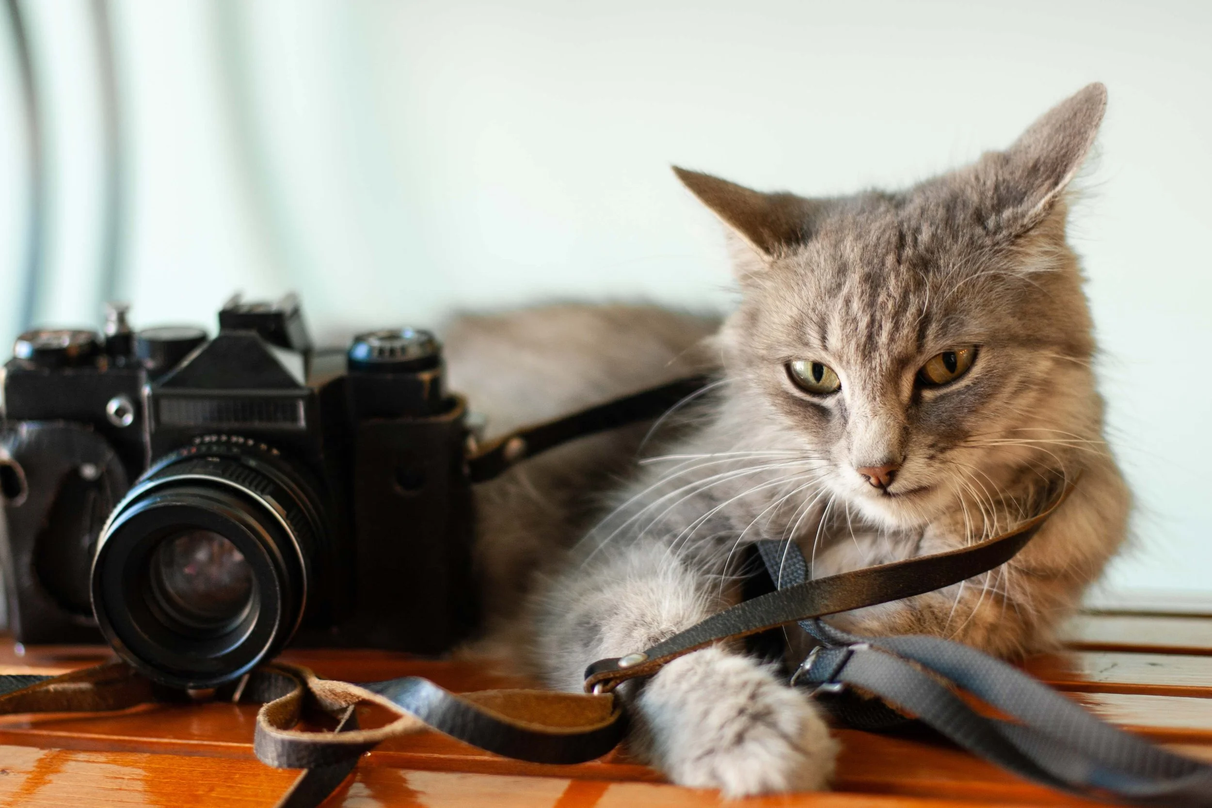 A tabby cat with green eyes resting next to a vintage camera on a wooden surface.