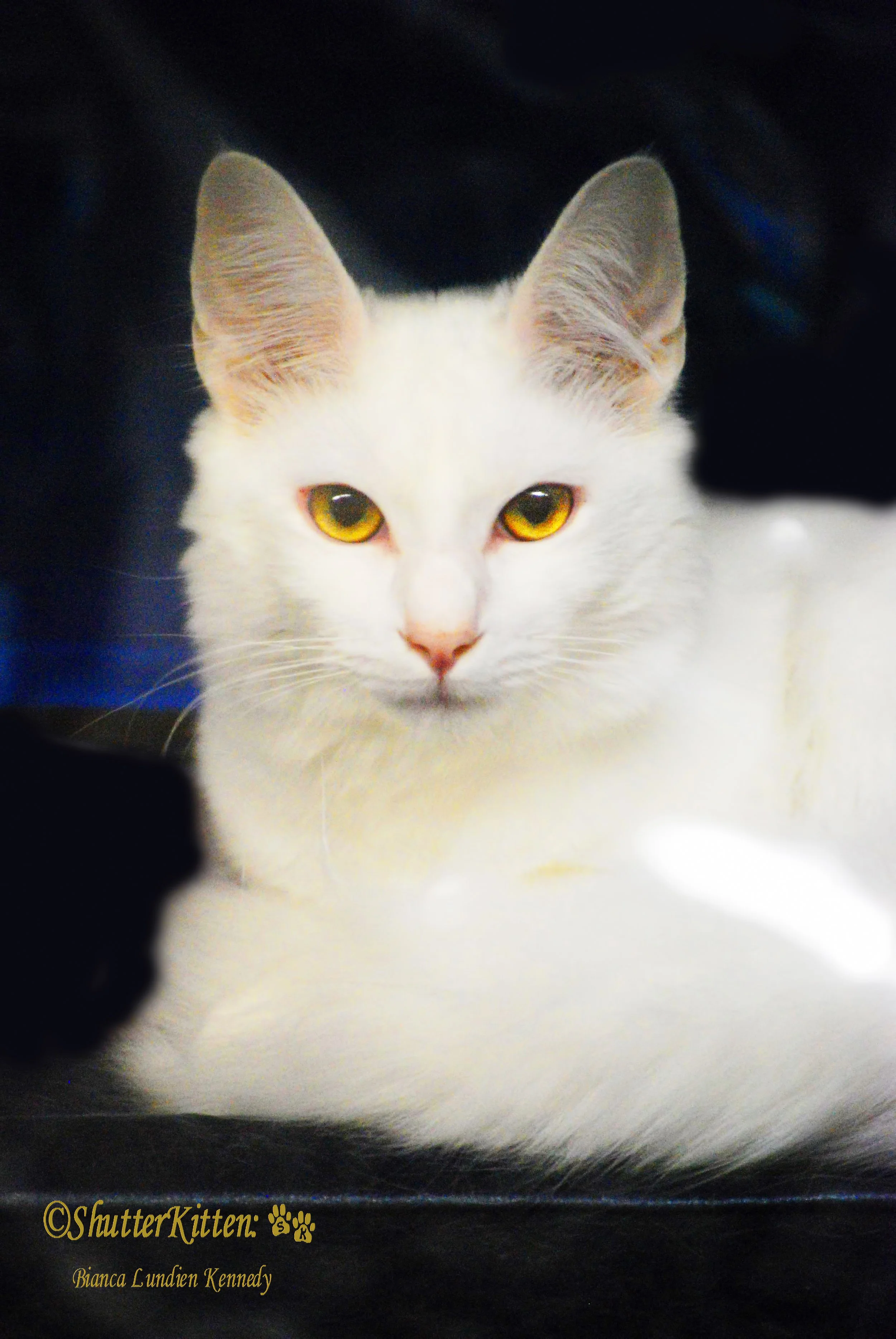CFA and TICA Show Cats, from across the country
