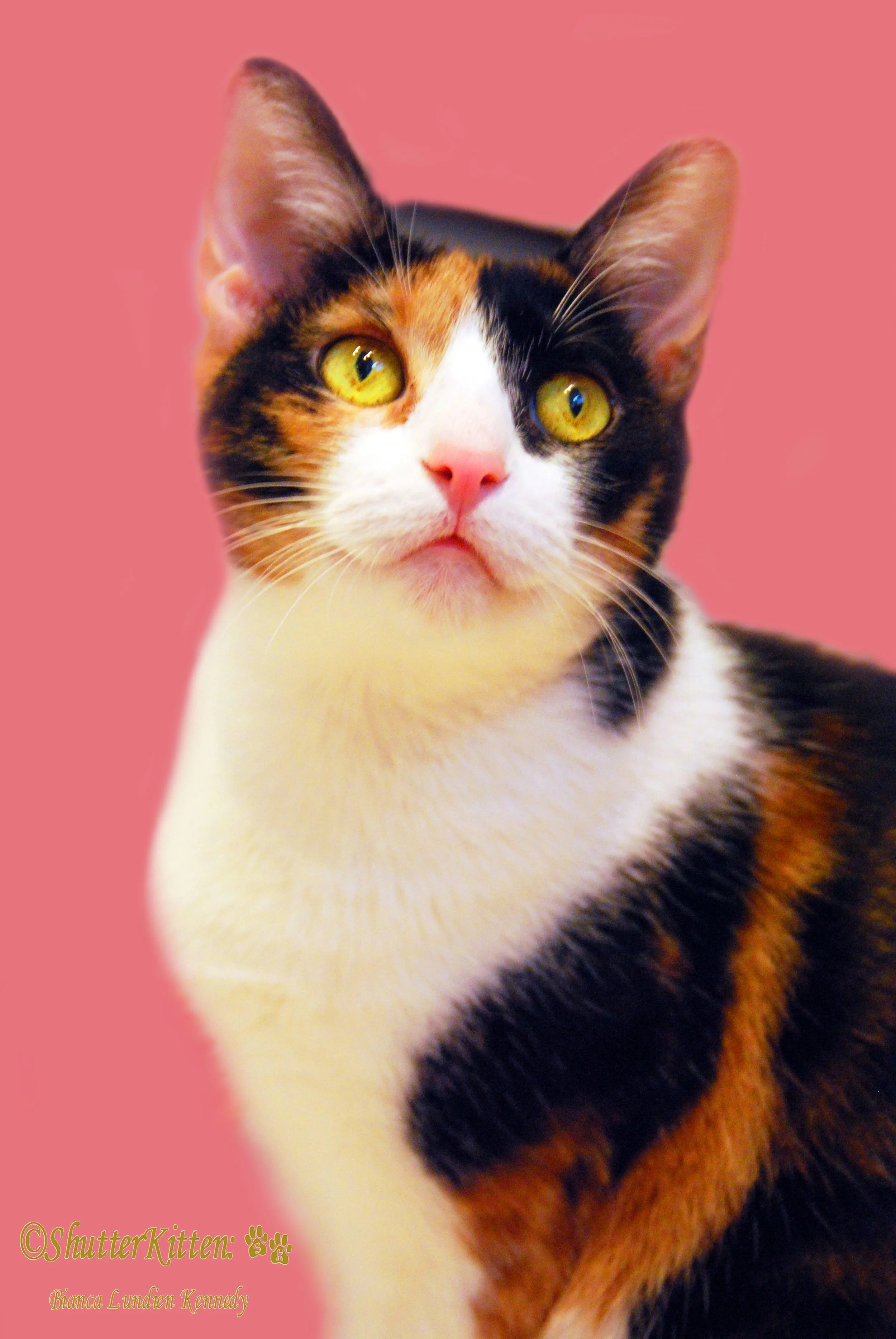 Beautiful cat, cats eyes, cat portrait, shelter cat, feline portrait