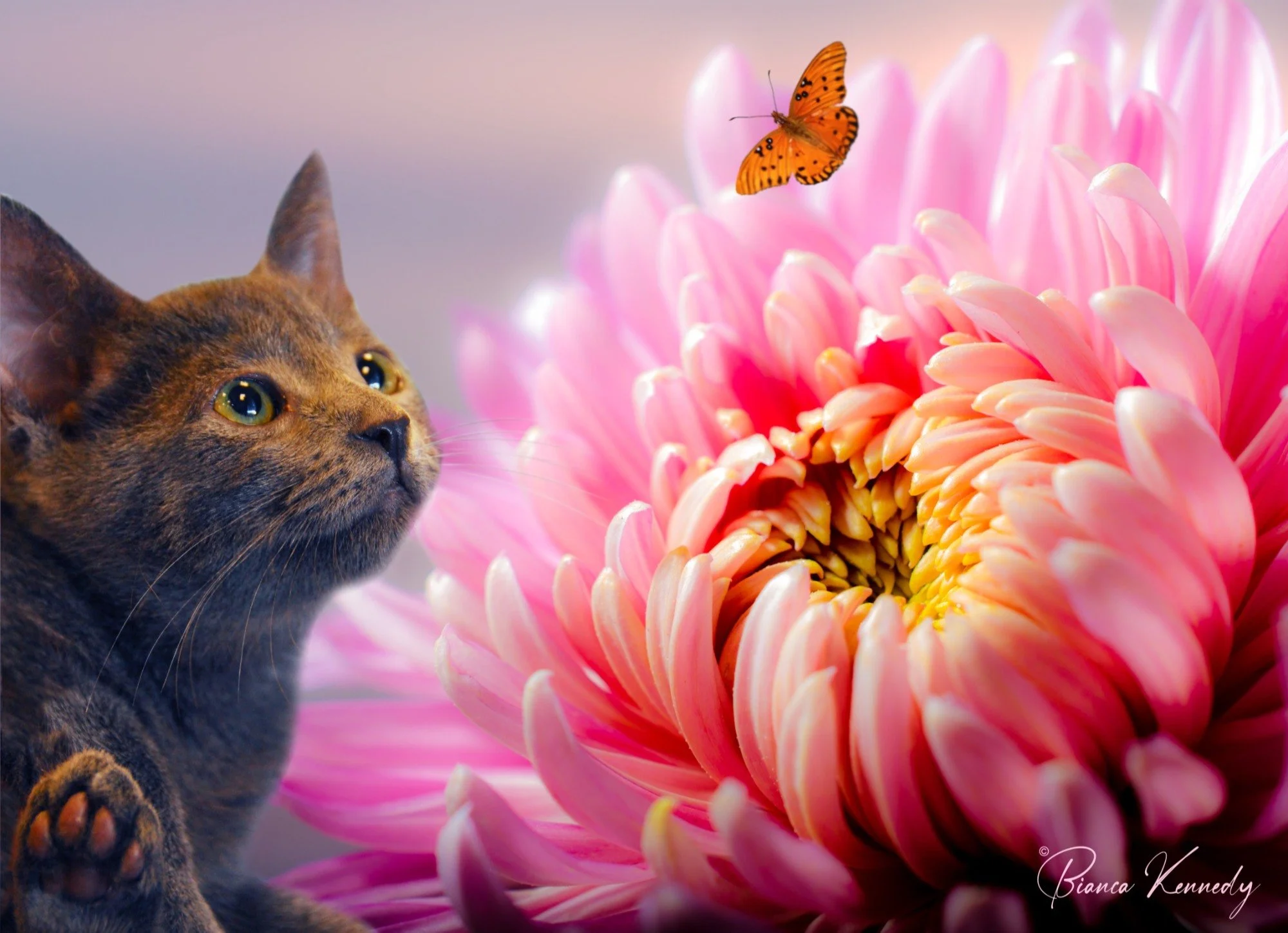 A gray kitten gazing at a pink and orange flower with a small orange butterfly flying above it.