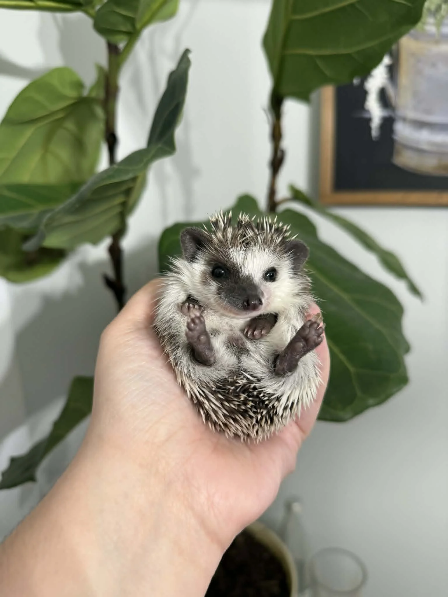 cashew male.jfif