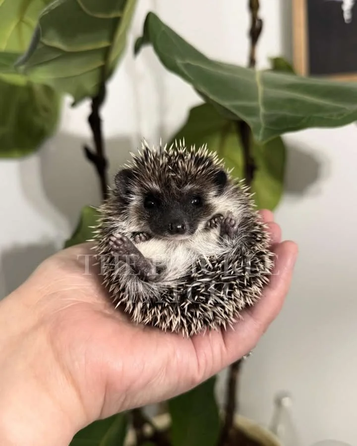 A tiny hedgehog curled into a ball, being held in a person's hand, with large green leaves in the background.