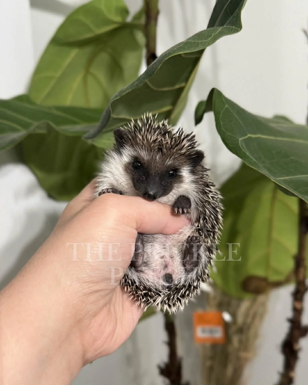 A person holding a small, spiky hedgehog with a dark face and tiny paws against large green leaves in the background.