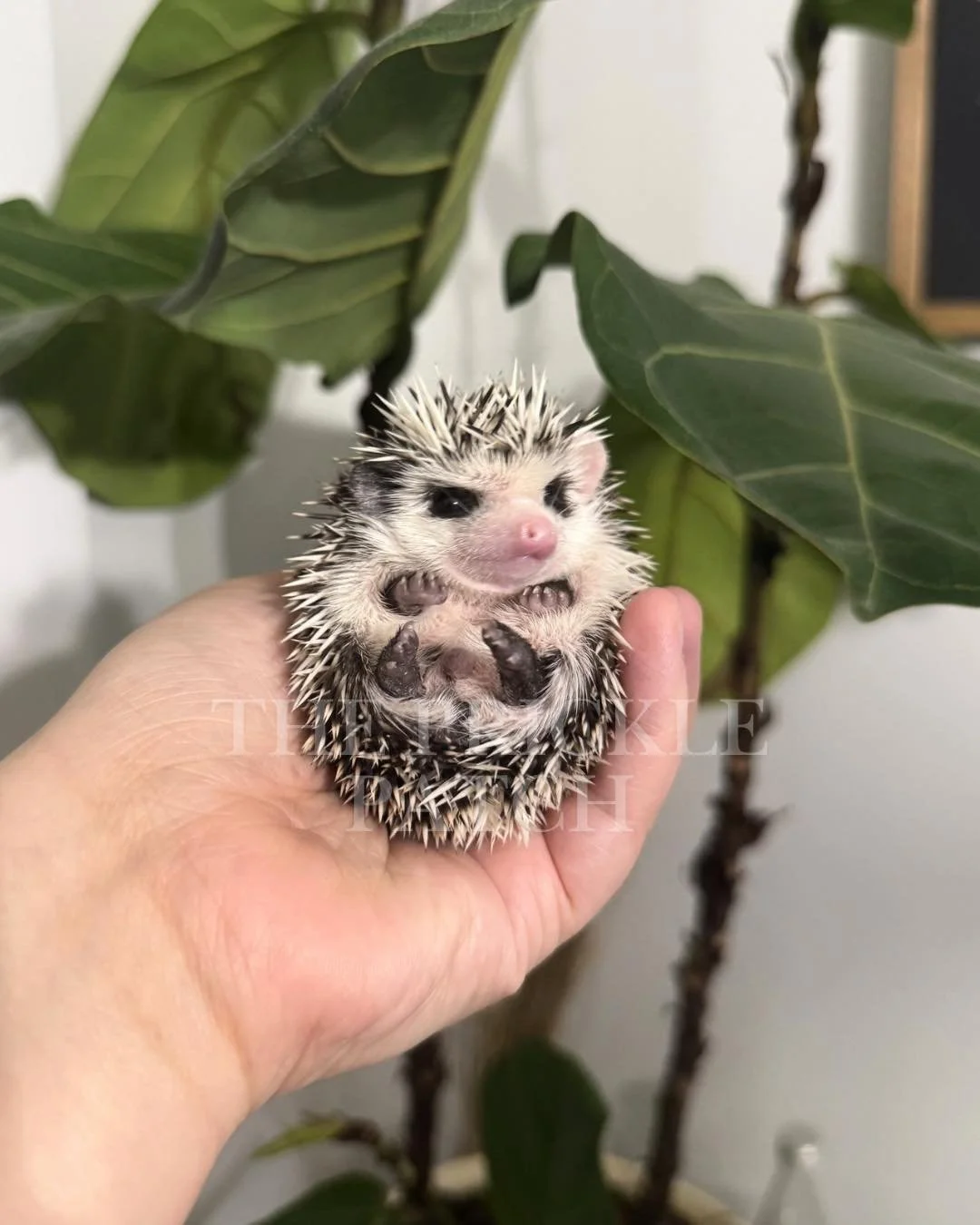Peanut male.jpg