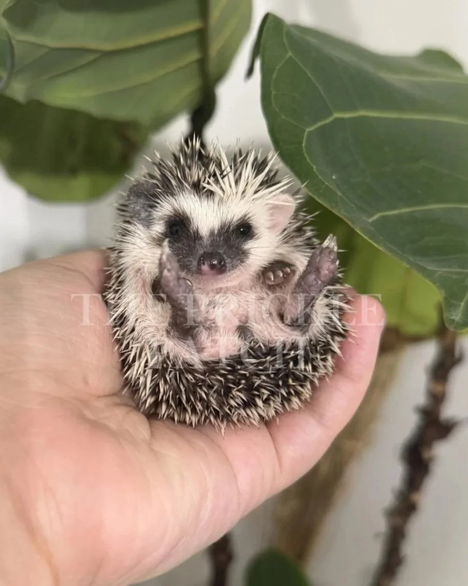 A small hedgehog being gently held in a person's hand, with large green leaves in the background.