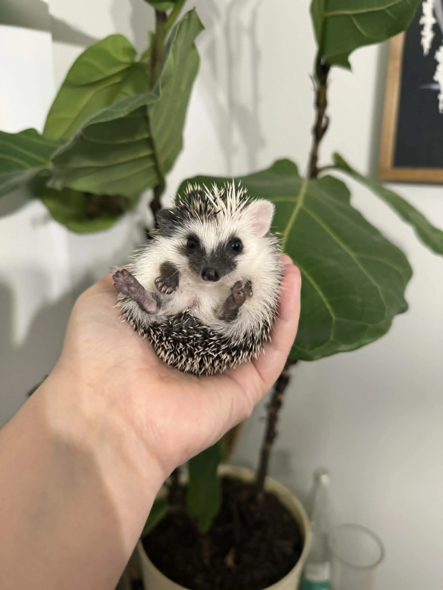 honey female.jfif