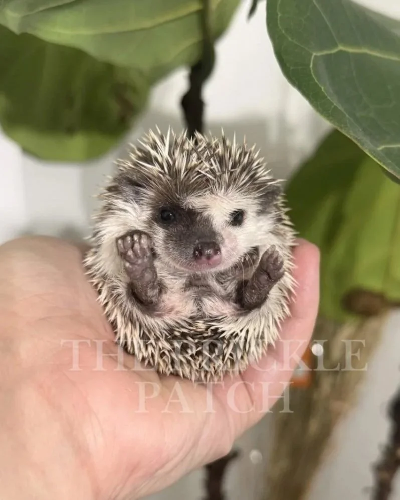 A tiny, adorable baby hedgehog being held in a person's hand with green leaves in the background.