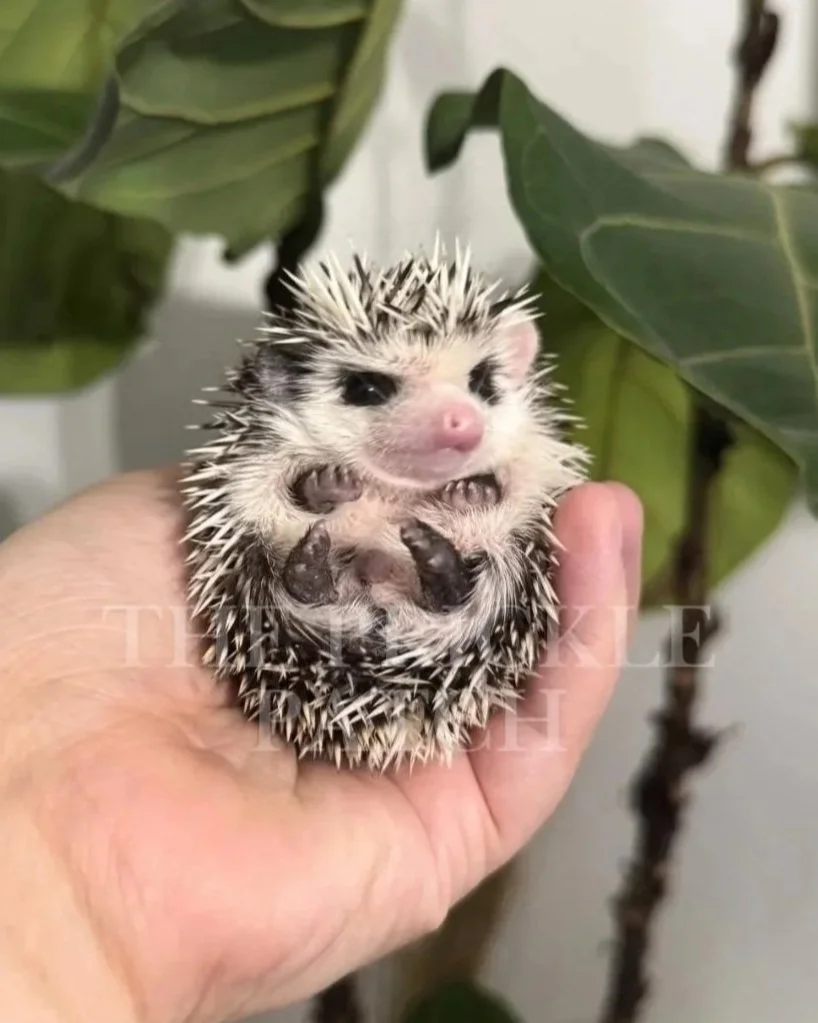 Small hedgehog being held in a person's hand, surrounded by green leaves.