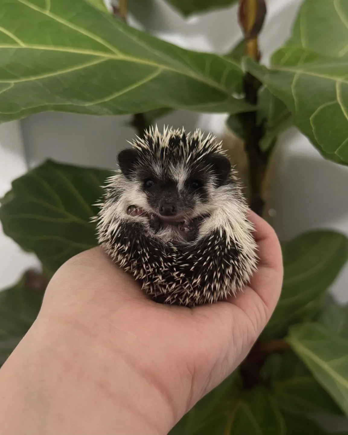 AL FM2 | ADOPTED