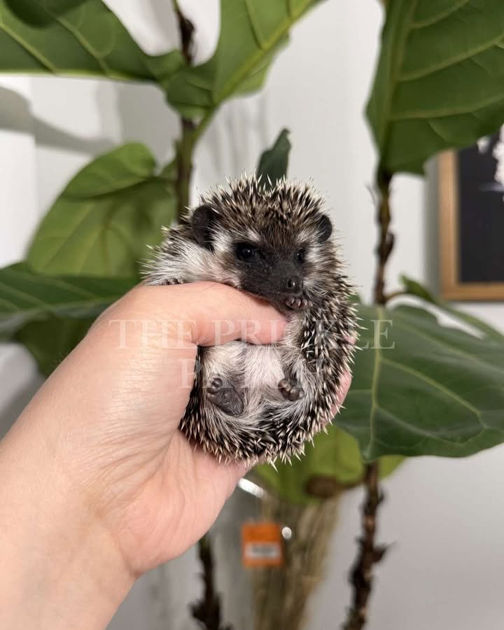 A tiny hedgehog being held in a person's hand, with a background of large green leaves plant.
