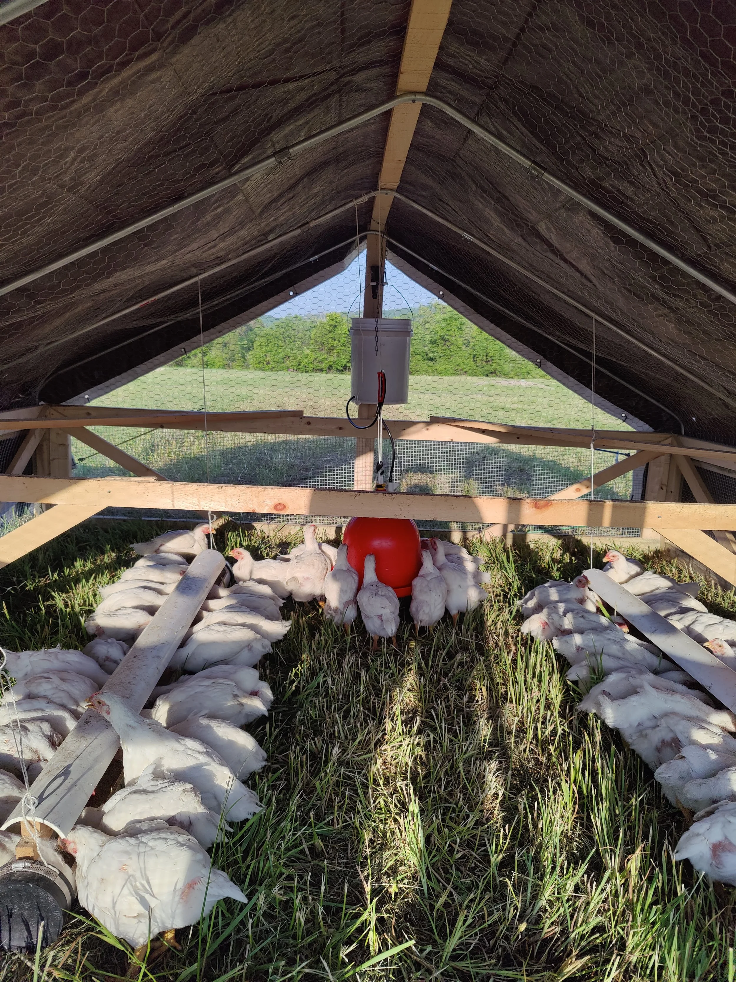 A mobile chicken tractor with a covered roof, a waterer in the center, and multiple white chickens on the grass floor.