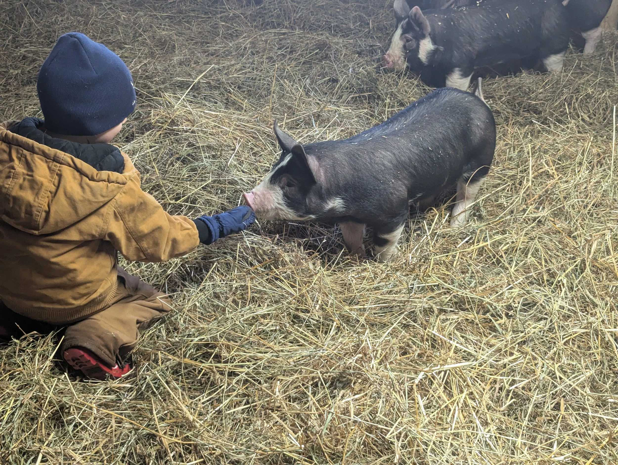 A young boy in a brown jacket and blue beanie feeding two pigs in a pen filled with straw.