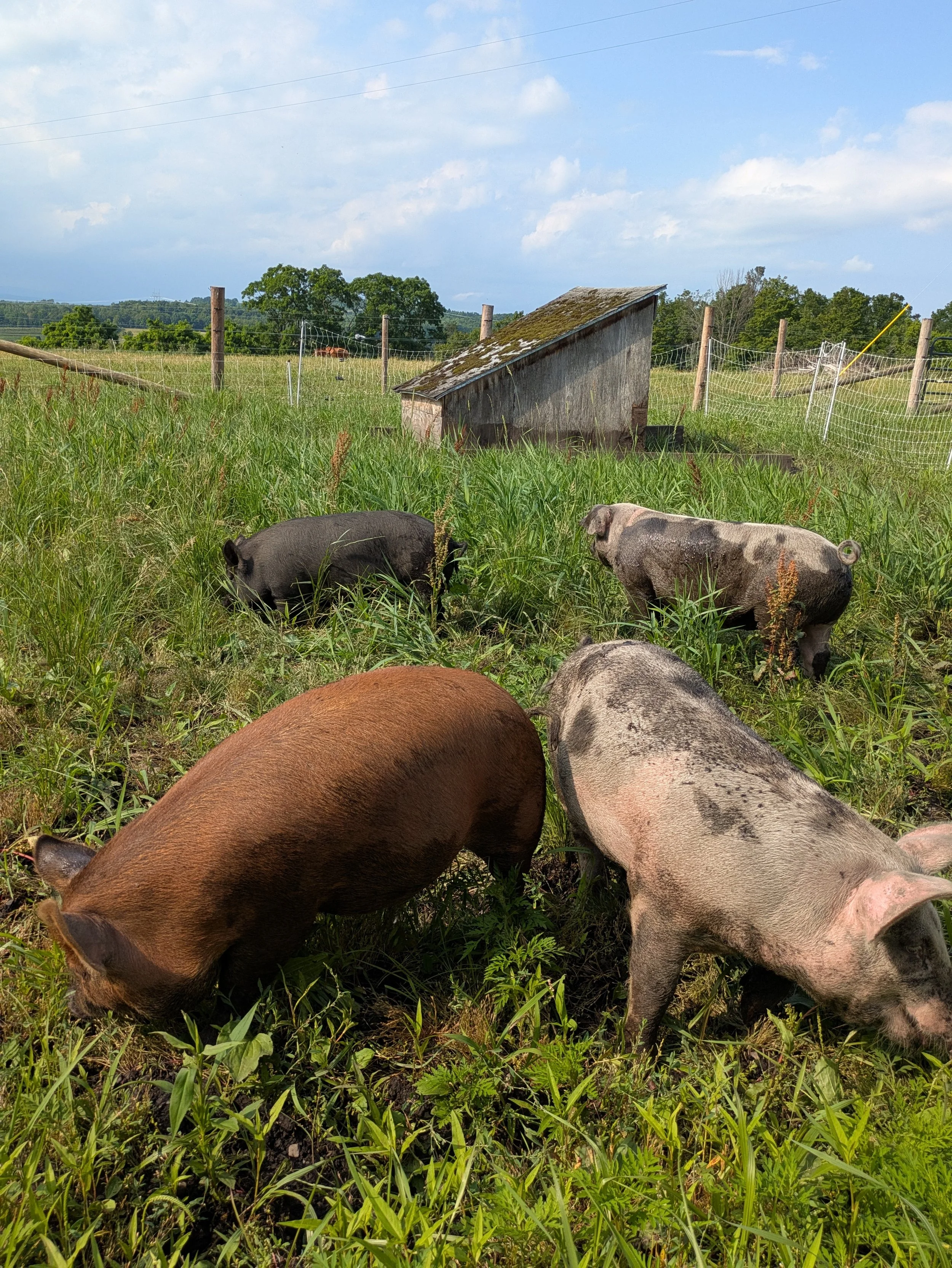 Several pigs grazing in a grassy field with a wooden and wire fence and a small shed, trees in the background, under a partly cloudy sky.