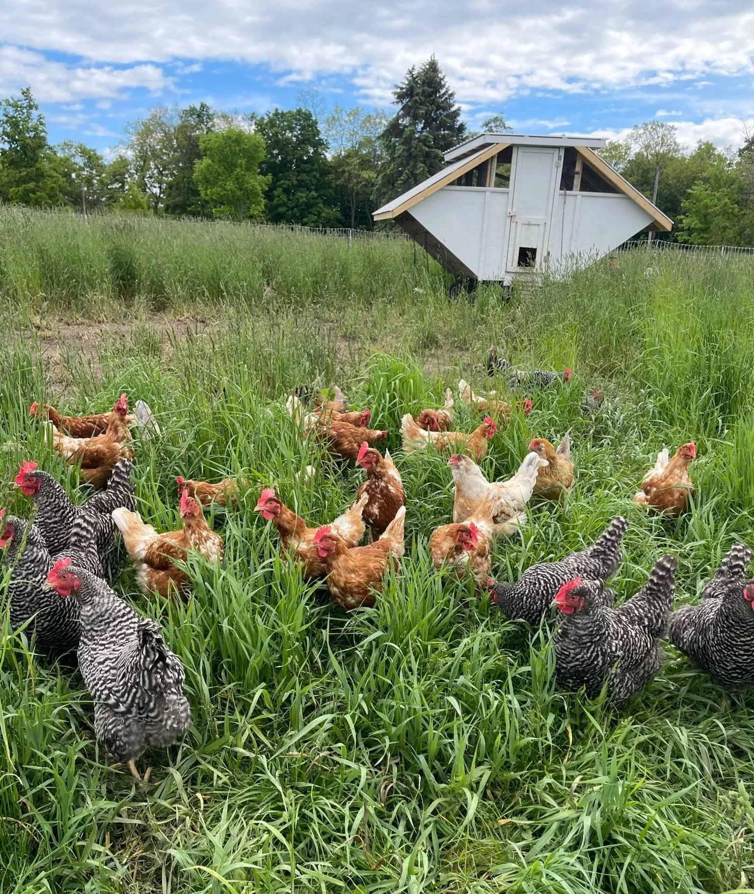 A flock of chickens roaming in green grass with a white chicken coop in the background under a partly cloudy sky.
