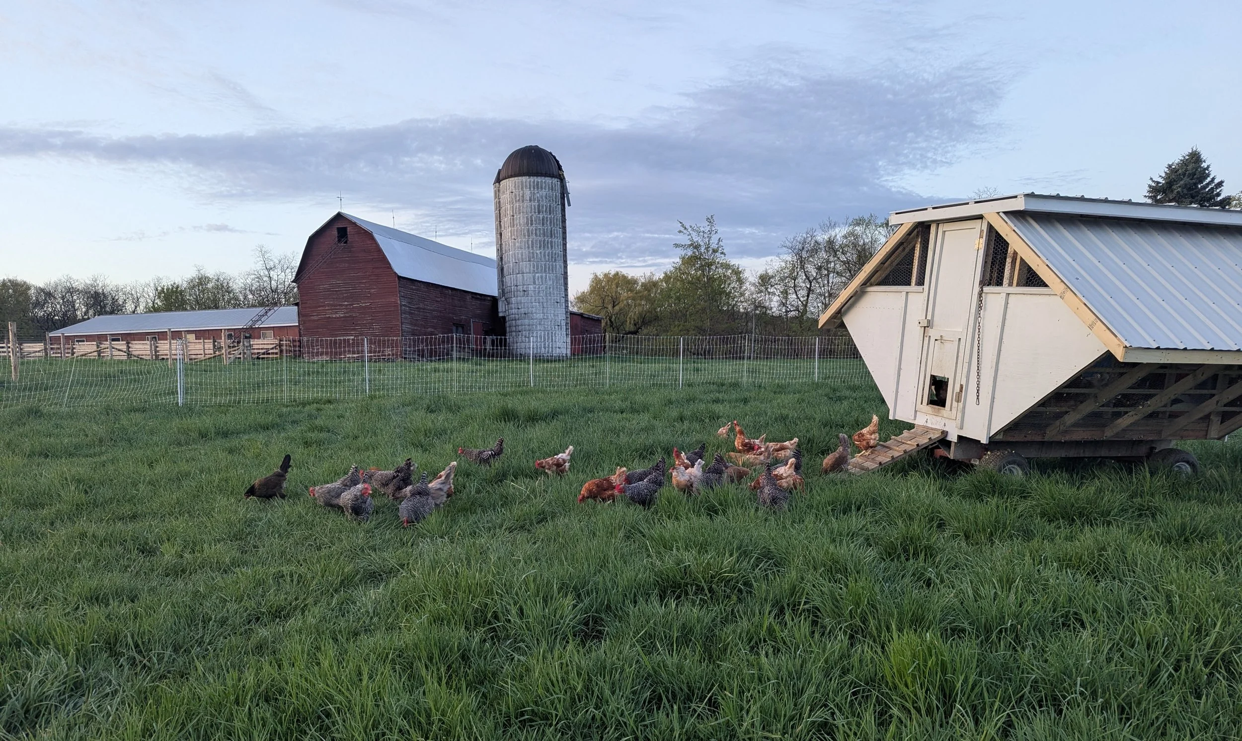 A farm scene with a red barn, a white silo, and a mobile chicken coop on wheels. Chickens are grazing on the grass in front of the coop, with trees and a blue sky with clouds in the background.