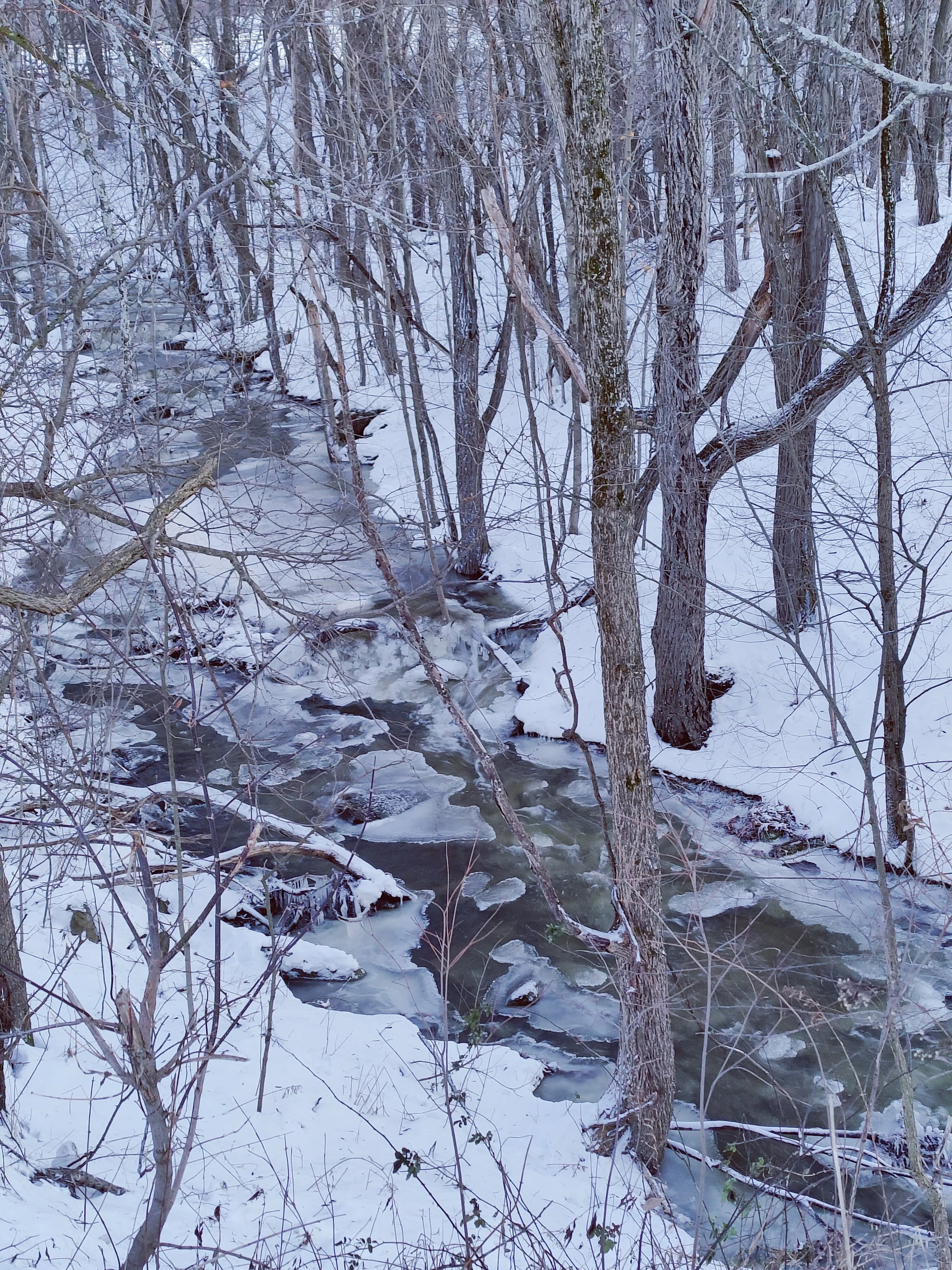 A snowy forest scene with a stream flowing through the trees, some ice forming on the water, and snow covering the ground and tree branches.