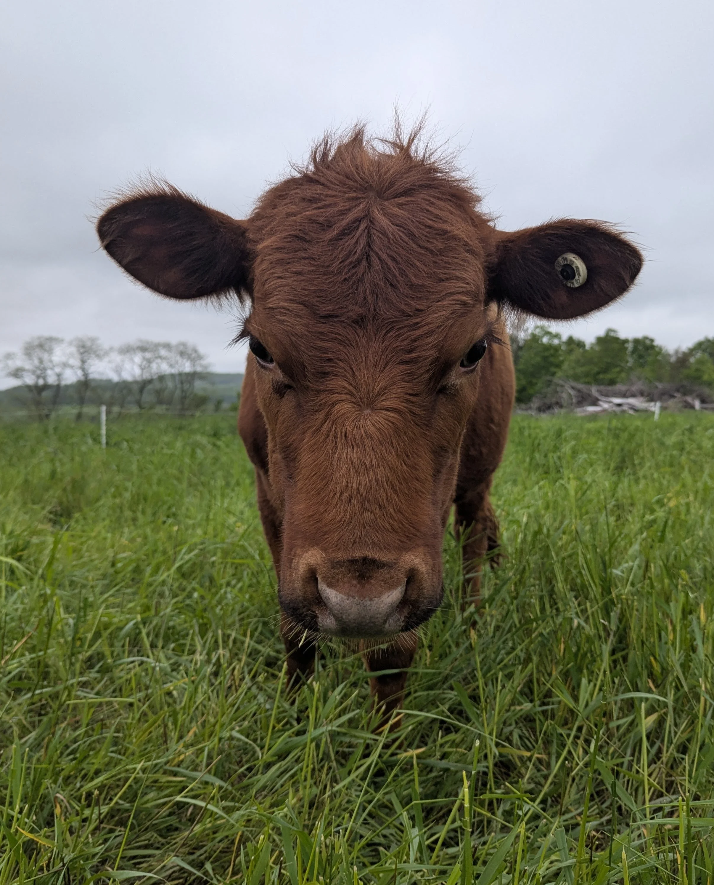 Close-up of a brown cow standing in green grass field, with trees and overcast sky in background.