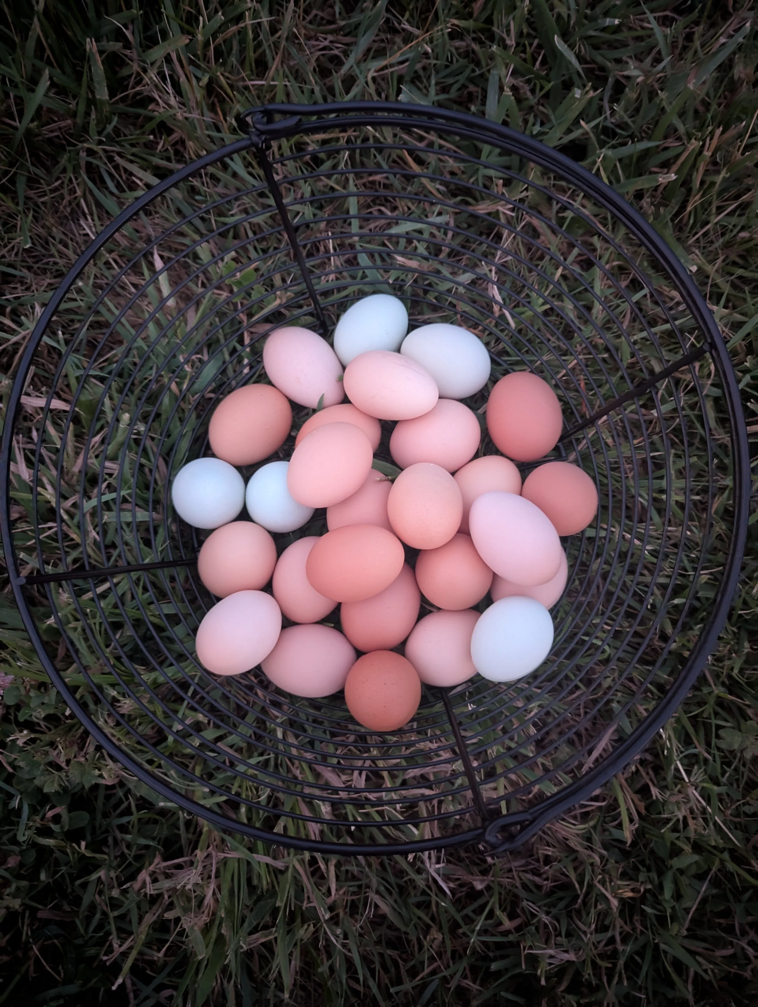 A black wire basket on grass filled with variously colored eggs, including tan, blue, and white.