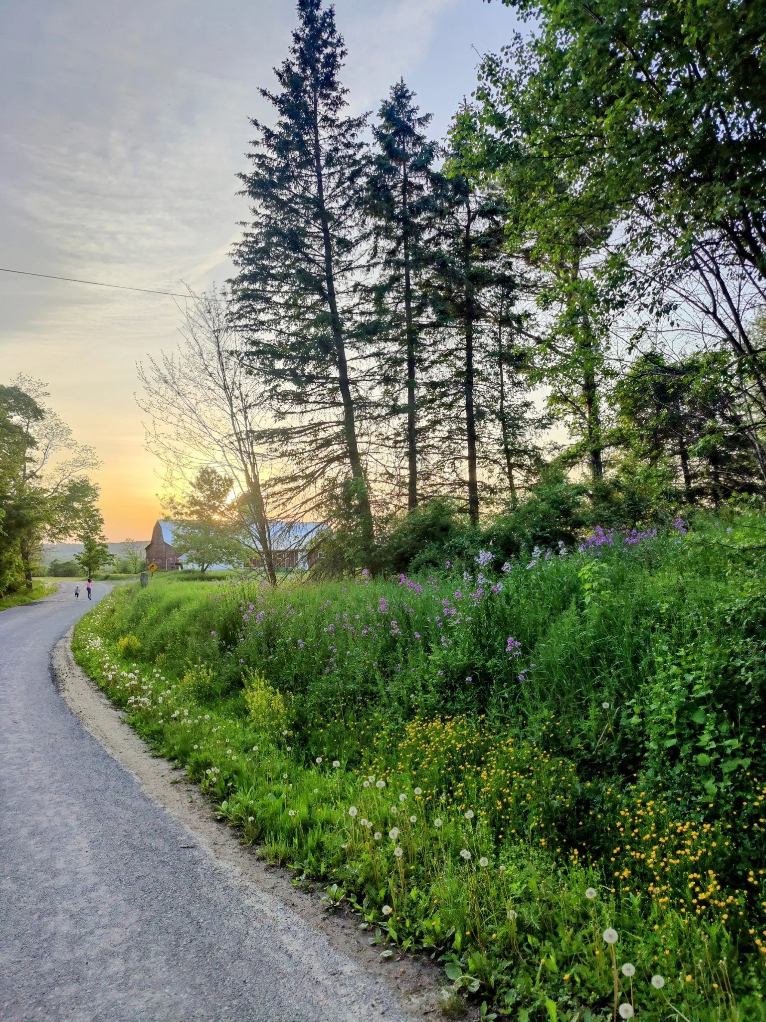 A scenic rural landscape at sunset with a winding road, green grass, wildflowers, tall trees, and a distant barn with a metal roof.