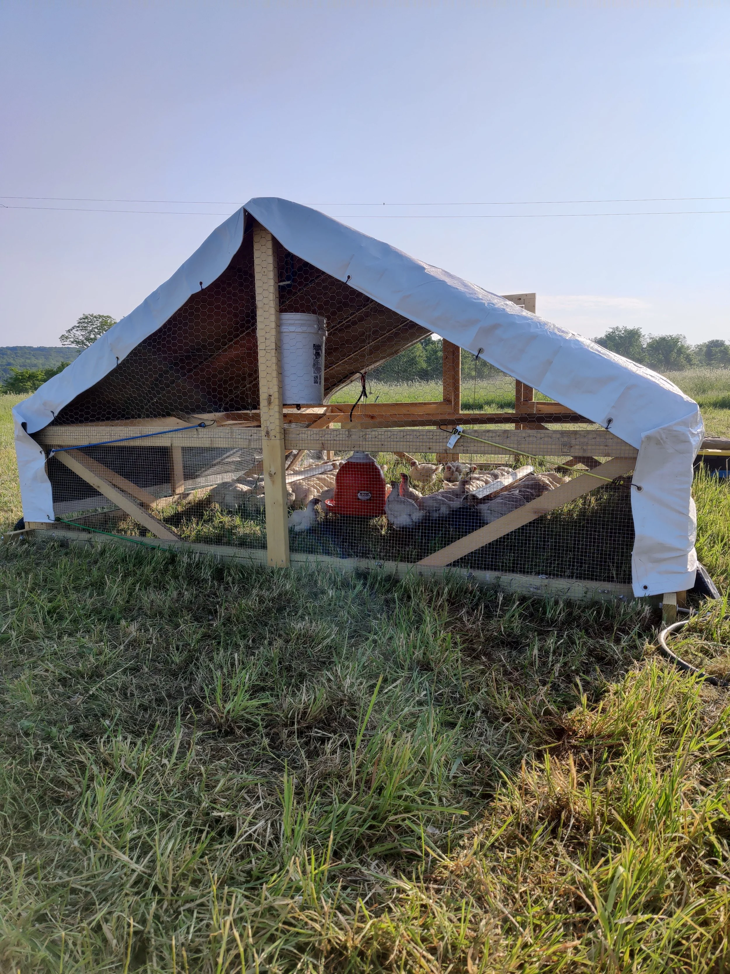 Pasture-raised chickens inside a chicken tractor with a plastic cover, situated in a grassy field under a clear blue sky.