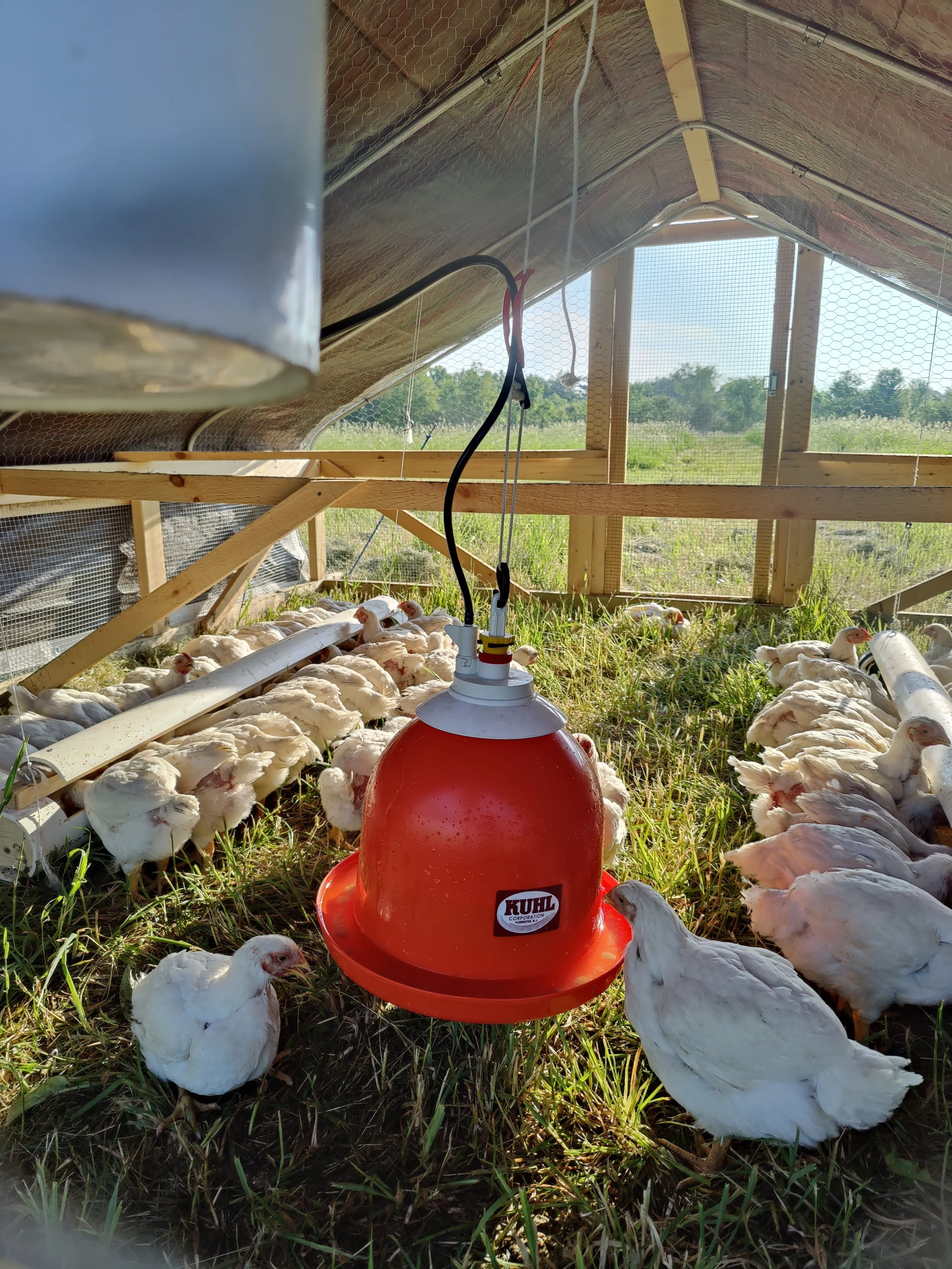 Inside one of our mobile chicken tractors. These are moved daily and allow our meat chickens access to fresh forage while naturally fertilizing the soil.