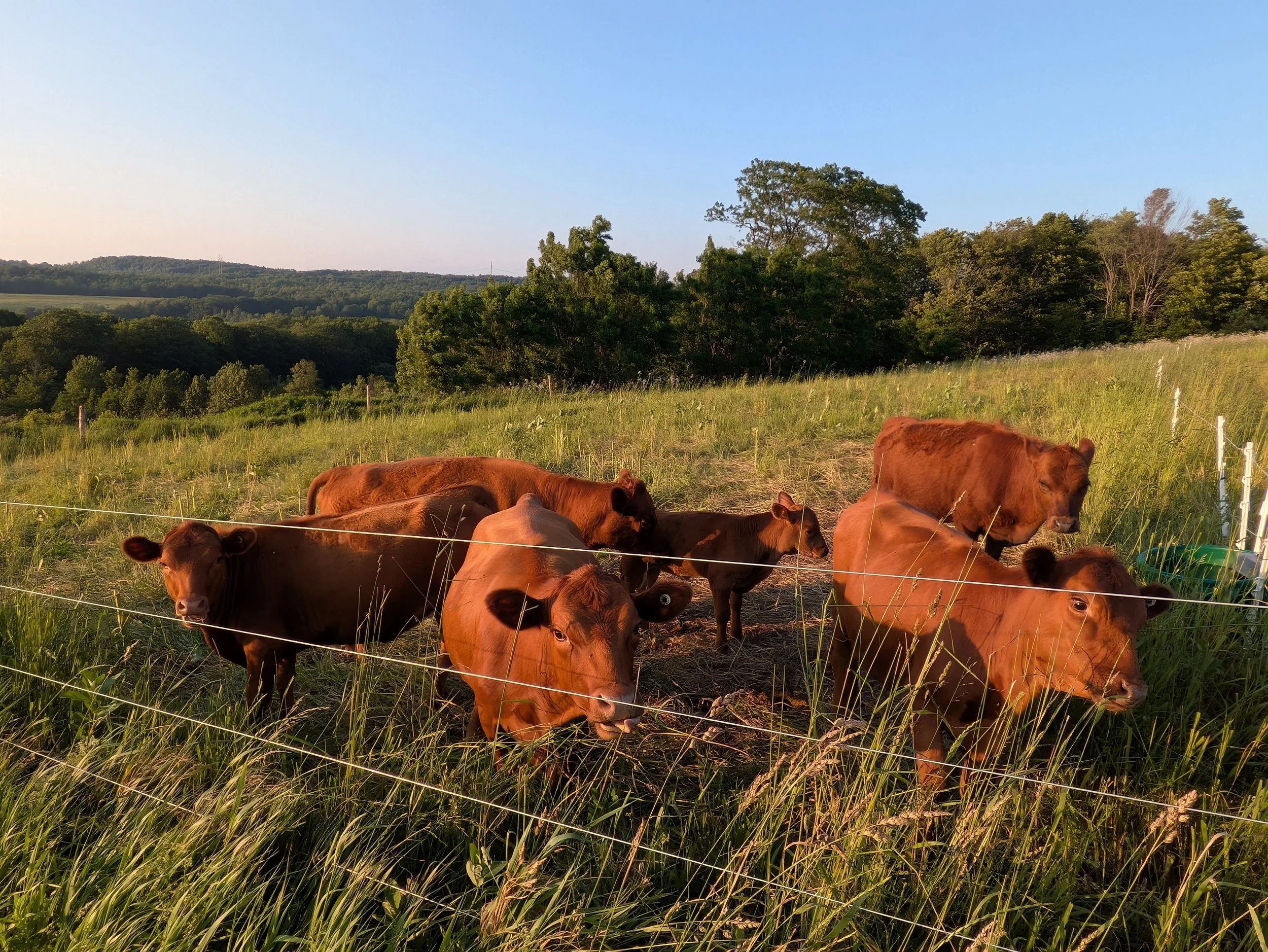 Cows grazing on a grassy hillside with trees and a blue sky in the background.
