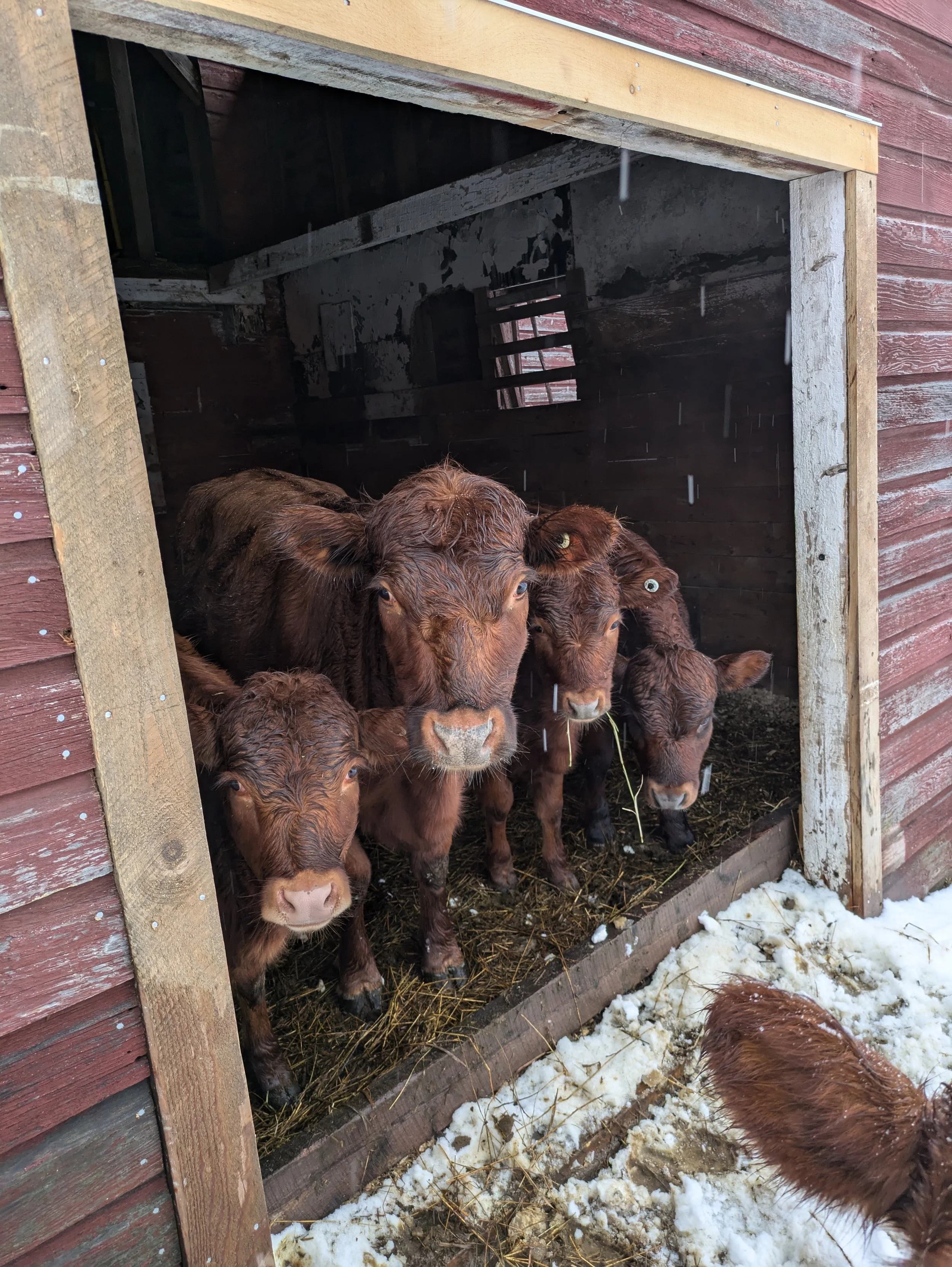 Young brown calves inside a wooden barn with snow outside, some calves are looking out of the barn