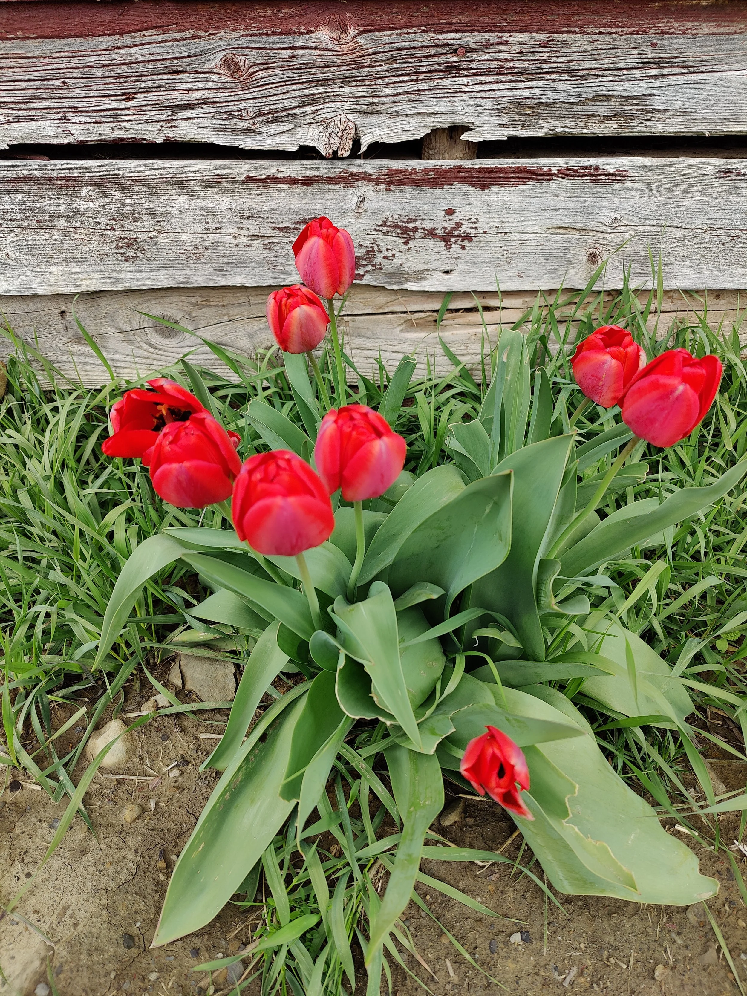 Red tulips blooming with green leaves along a weathered wooden barn in the background.