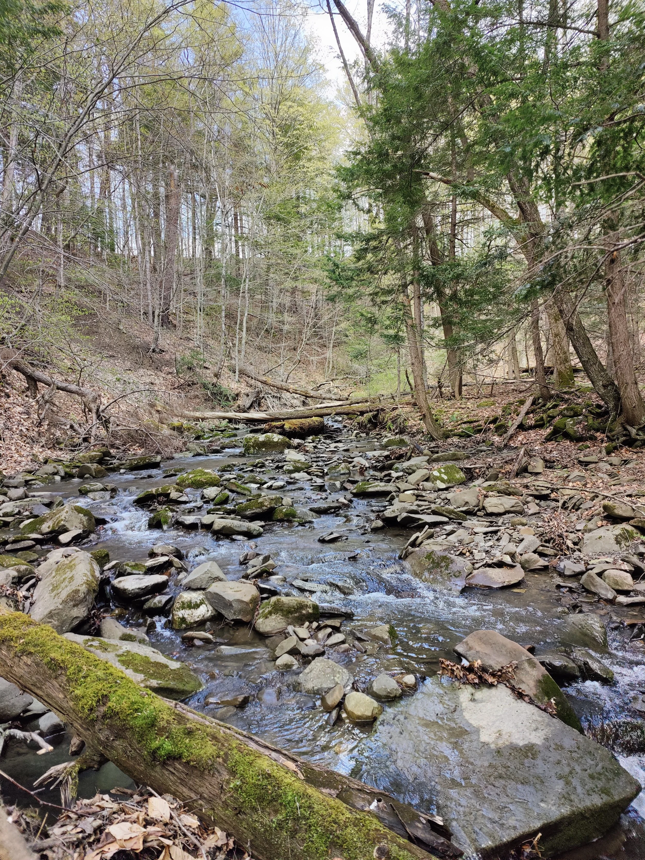 A small creek flowing through a forest with trees and rocks surrounding it.