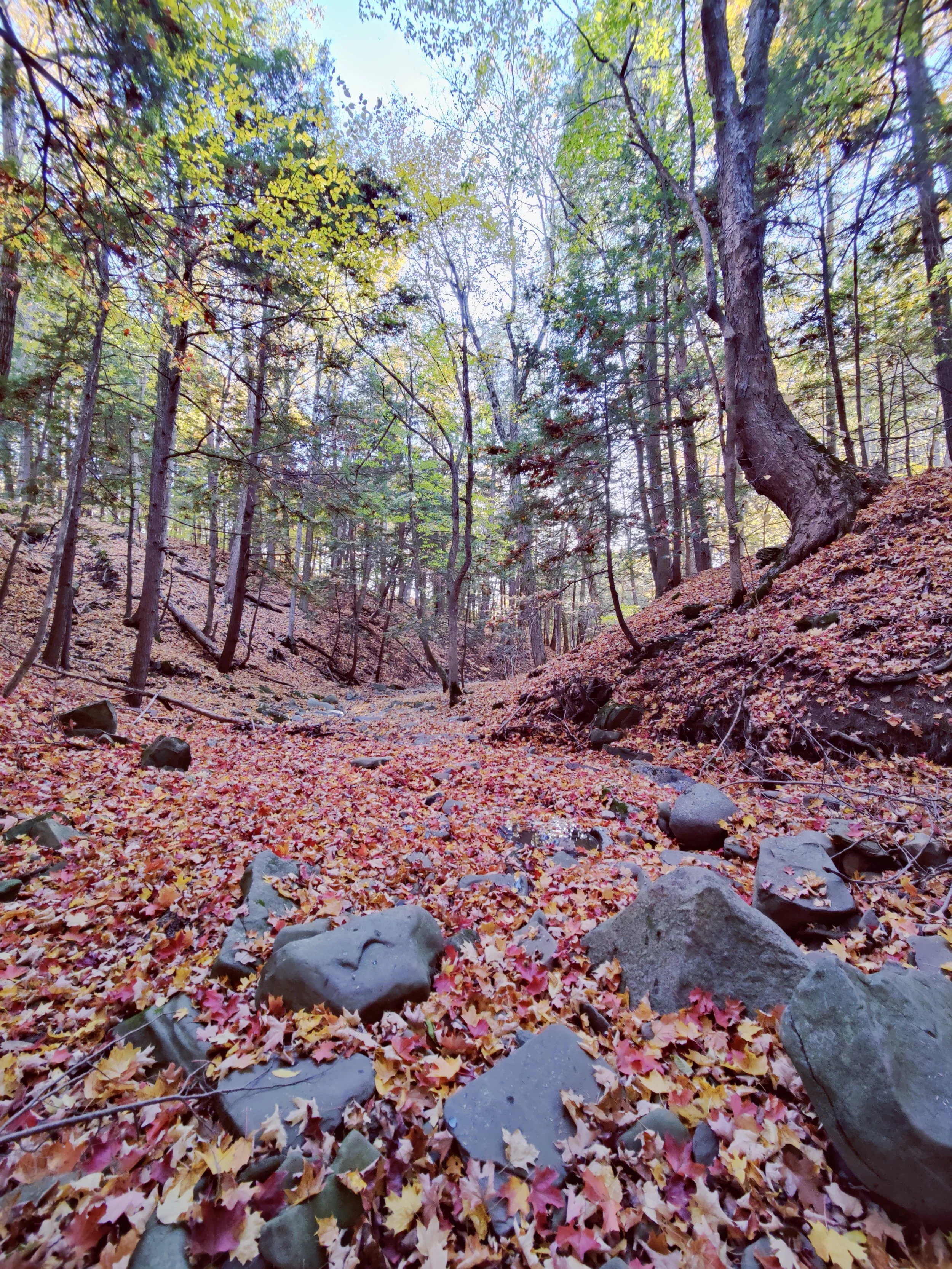 A forest floor covered with colorful fallen autumn leaves, scattered rocks, and surrounded by tall trees with green and yellow foliage.