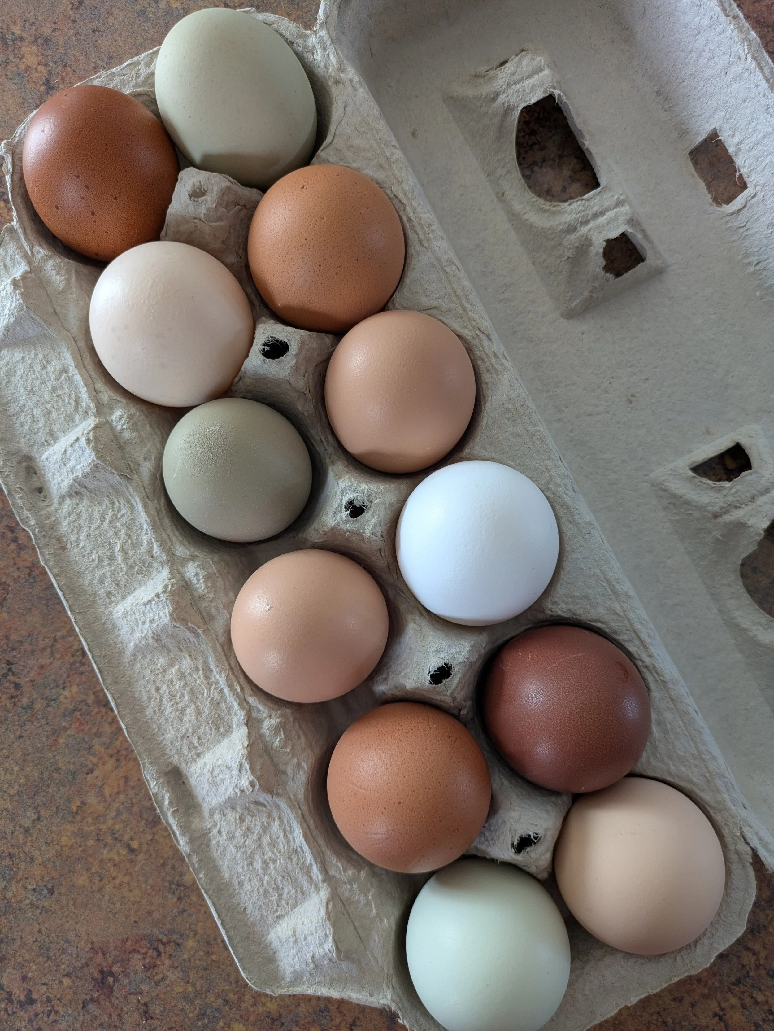A carton of mixed-colored eggs in an egg holder on a kitchen countertop.