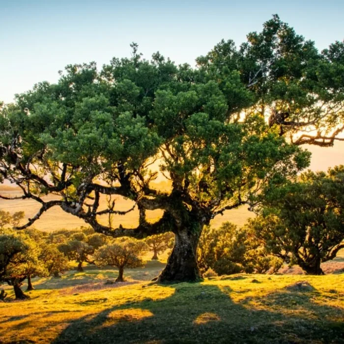 Beyond the 60/40 Portfolio: Modern Strategies for Long-Term Growth