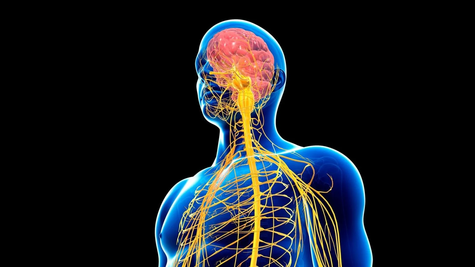 Illustration of a human nervous system showing brain, spinal cord, and network of nerves in the head and upper body