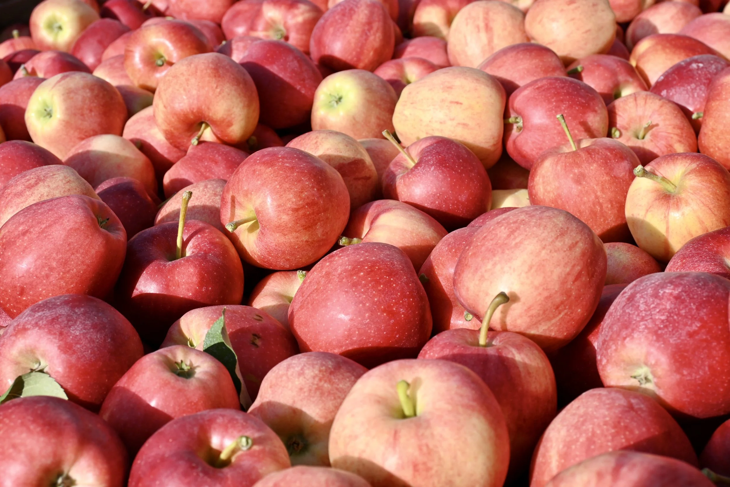 A large pile of red and yellow apples