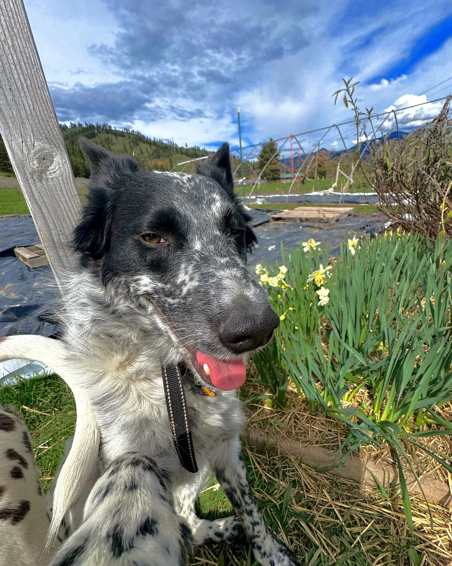 One farm puppy takes his job very seriously, selfies are strictly for content.
The other is a little more cheeky, just out here for the likes and looking for the girlies. 

Moose: 😏
Nard: 😐