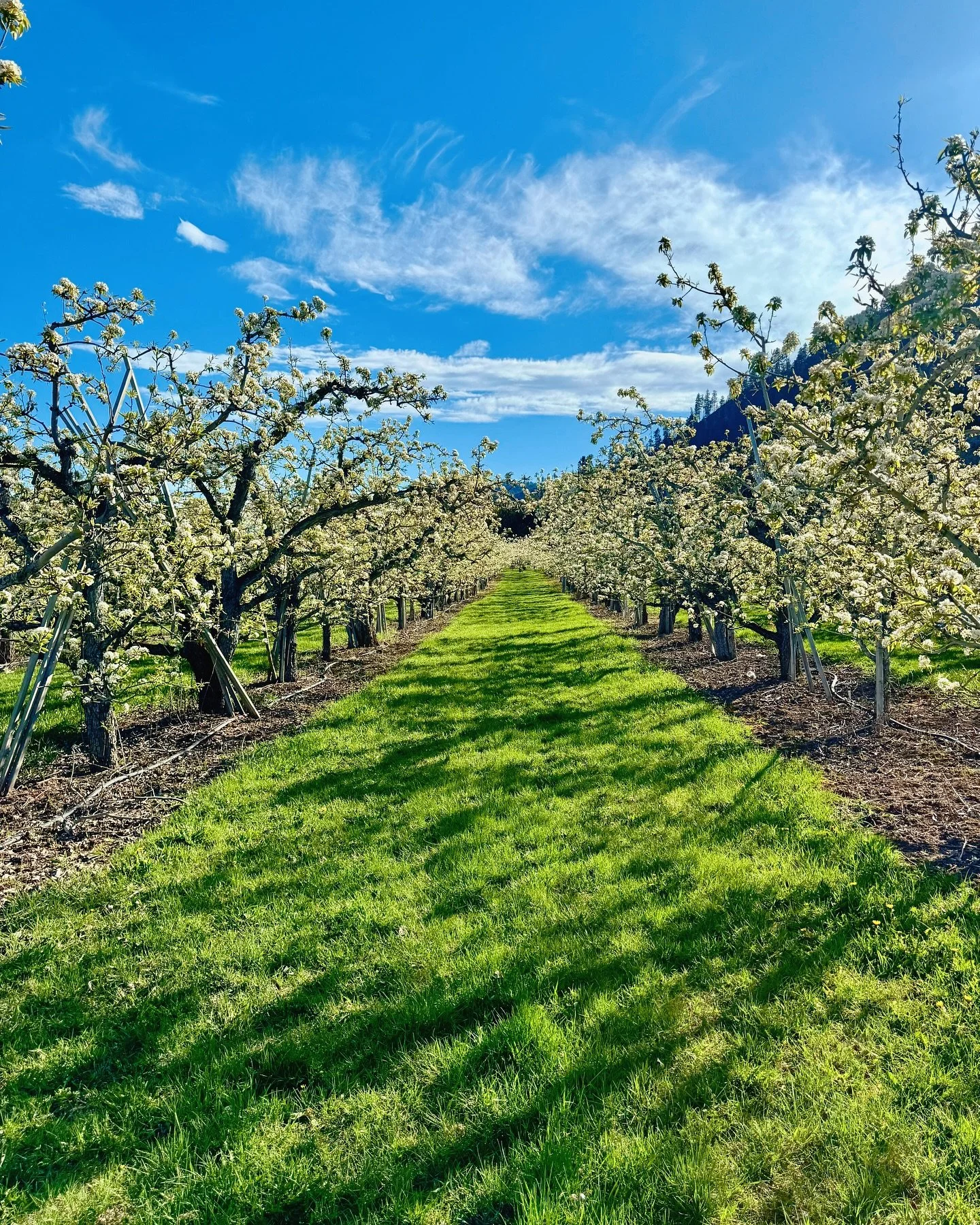 Every pear starts right here in this dreamy sea of white blossoms. My favorite time in the orchard 🌸
#usapears