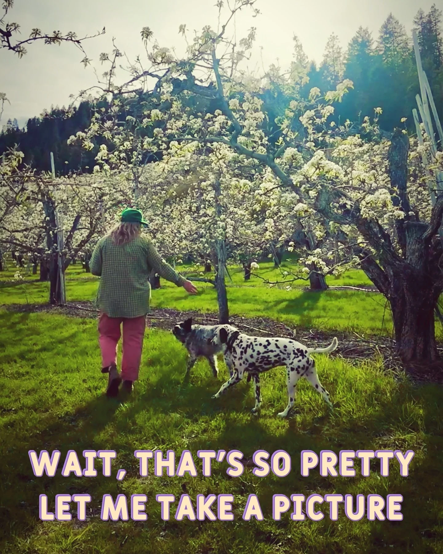 Full bloom feels like a dream you don&rsquo;t want to wake up from 🌸