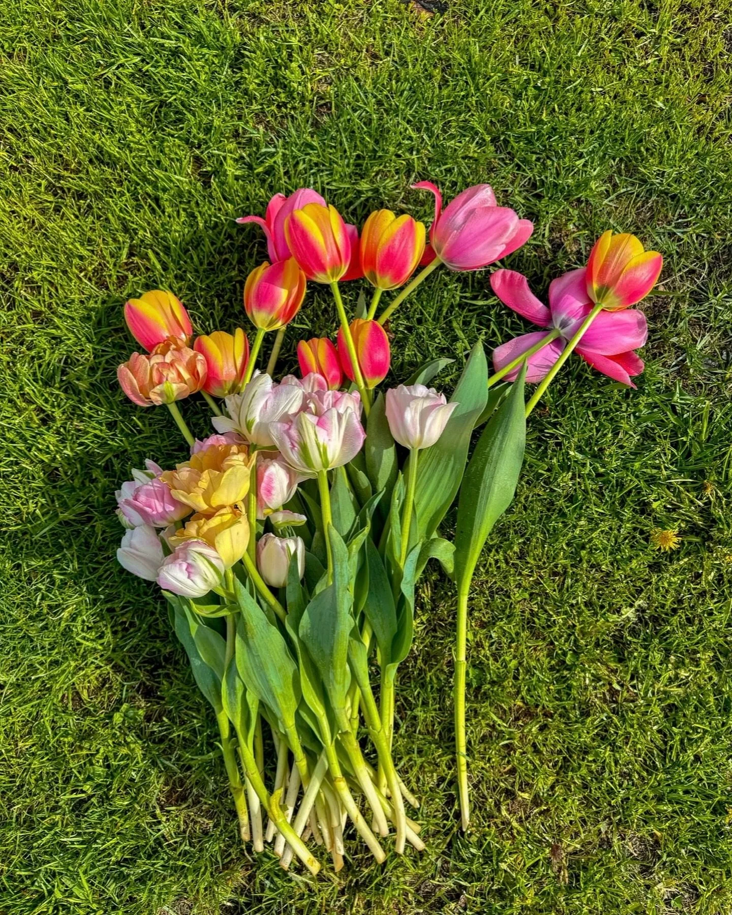 TOMORROW 🌷

Leavenworth Community Farmers Market
Lions Club Park
9am-1pm

Get your TULIPS &amp; DAHLIA TUBERS! The perfect gift for the loved one in your life for this Mother&rsquo;s Day weekend.
Locally grown, naturally grown, and grown with LOVE!
