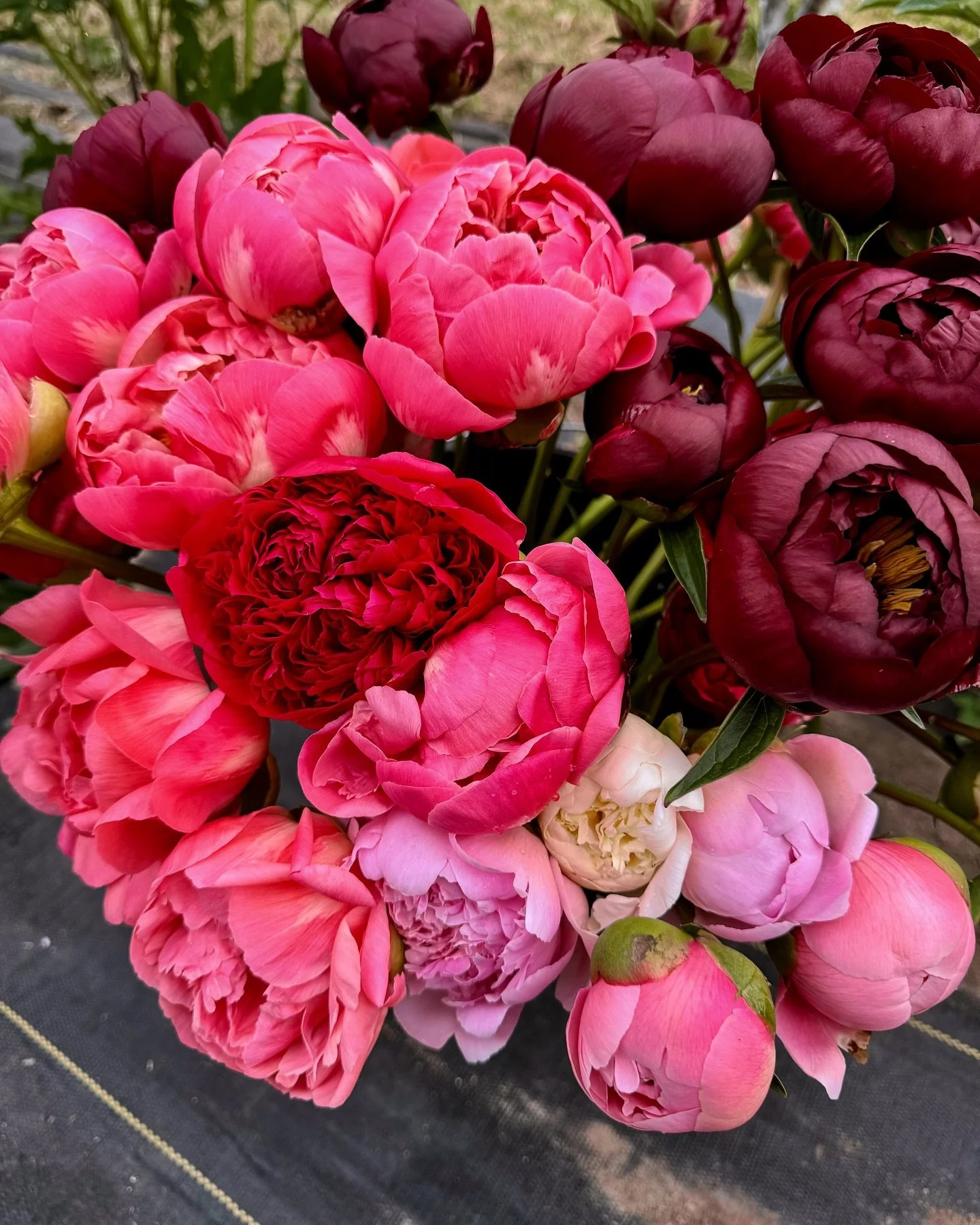 LOCALS ONLY
(Leavenworth-Cashmere)

I&rsquo;ll be out delivering fresh picked, dreamy peony bouquets tomorrow morning! The bouquets will be a beautiful mix of colors like the ones pictured above.

$35 each &mdash; message me to claim one for your doo