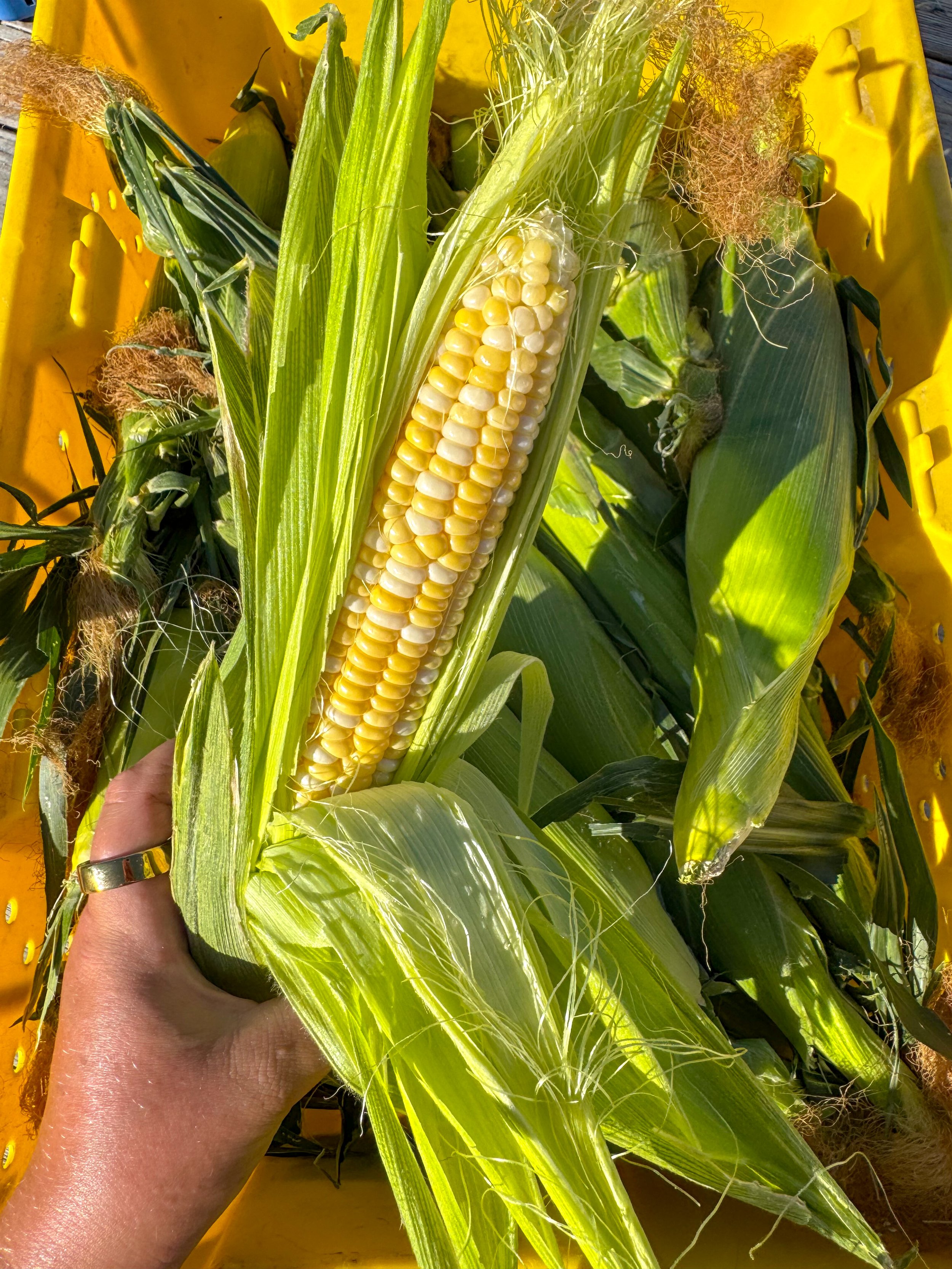 Fresh yellow and white corn on the cob with green husks, held in a person's hand over a yellow crate filled with corn husks and silks.