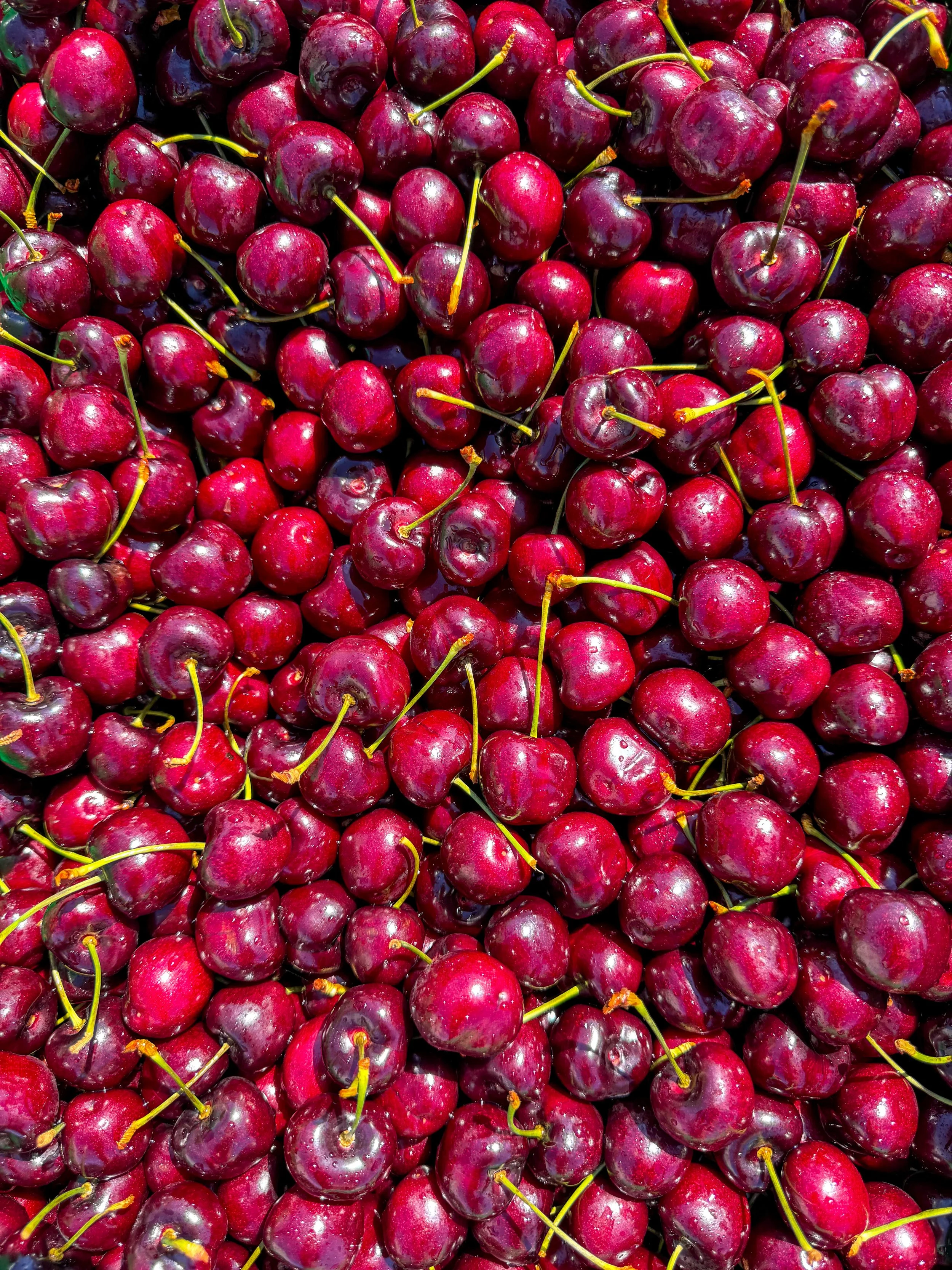 A large pile of fresh, ripe red cherries with green stems.