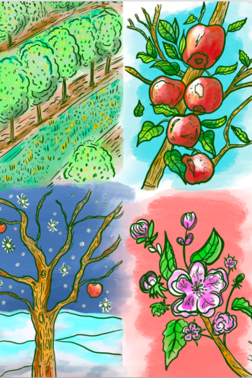 Four illustrations of fruit trees: an apple orchard in spring, an apple branch with ripe apples, an apple tree in winter, and a blooming apple blossom tree.