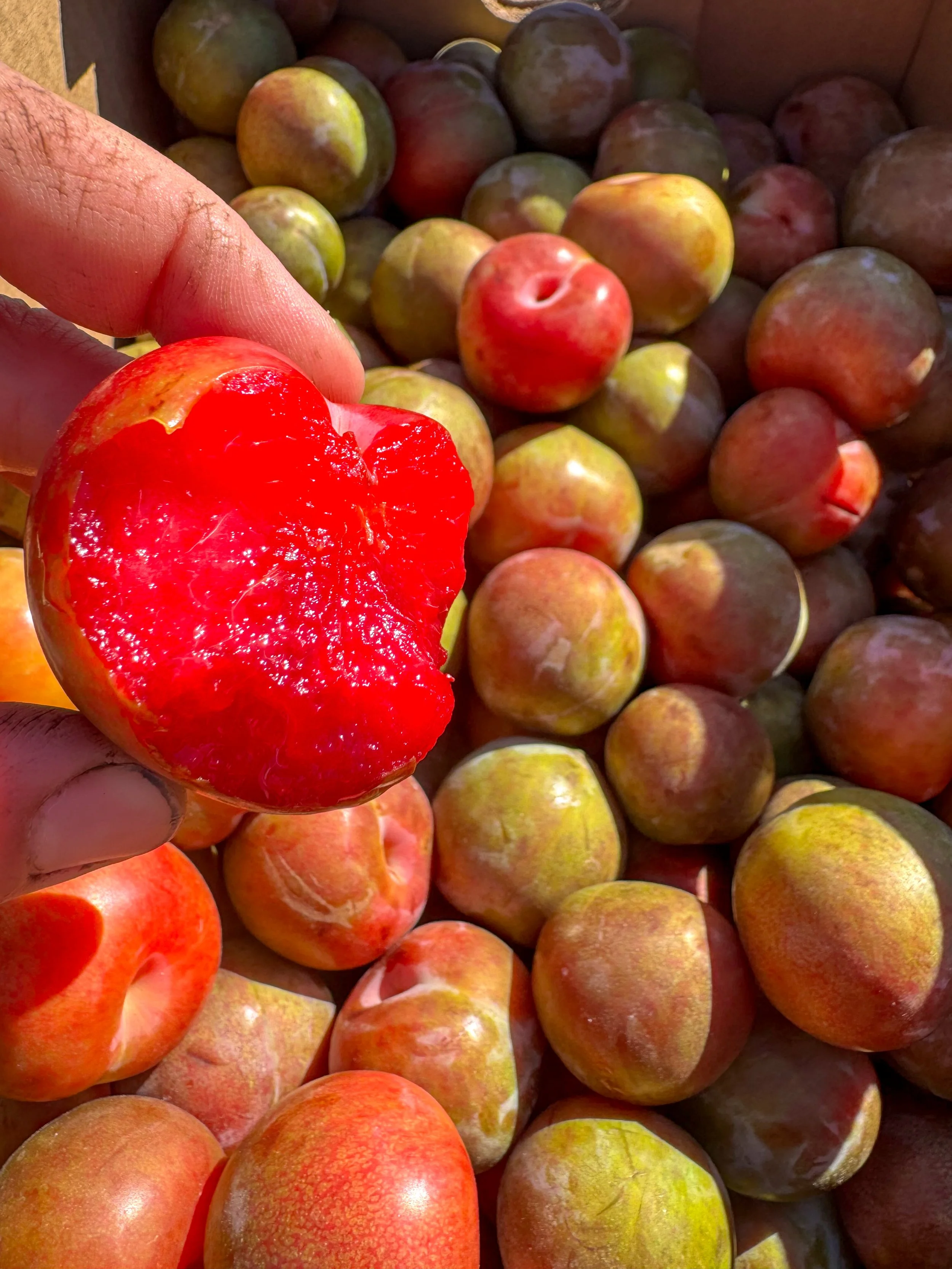 Person holding a partially eaten red and yellow plum over a pile of similar unripe plums.