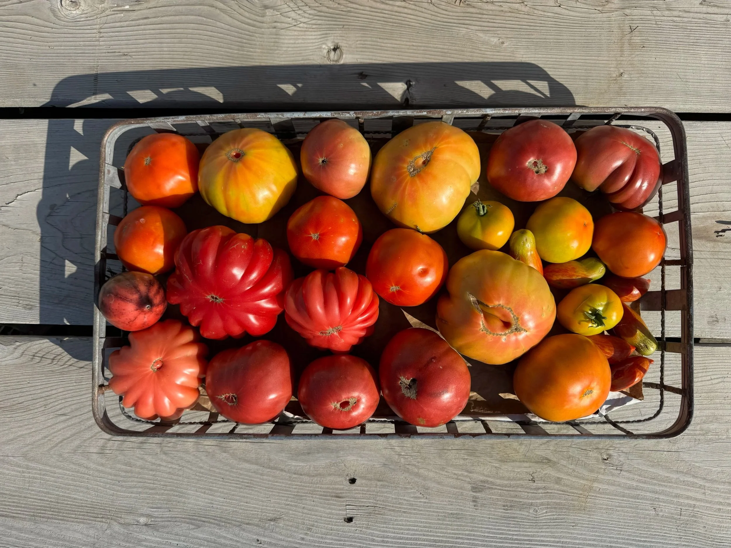 A metal basket filled with different varieties of heirloom tomatoes placed on a wooden surface outdoors.