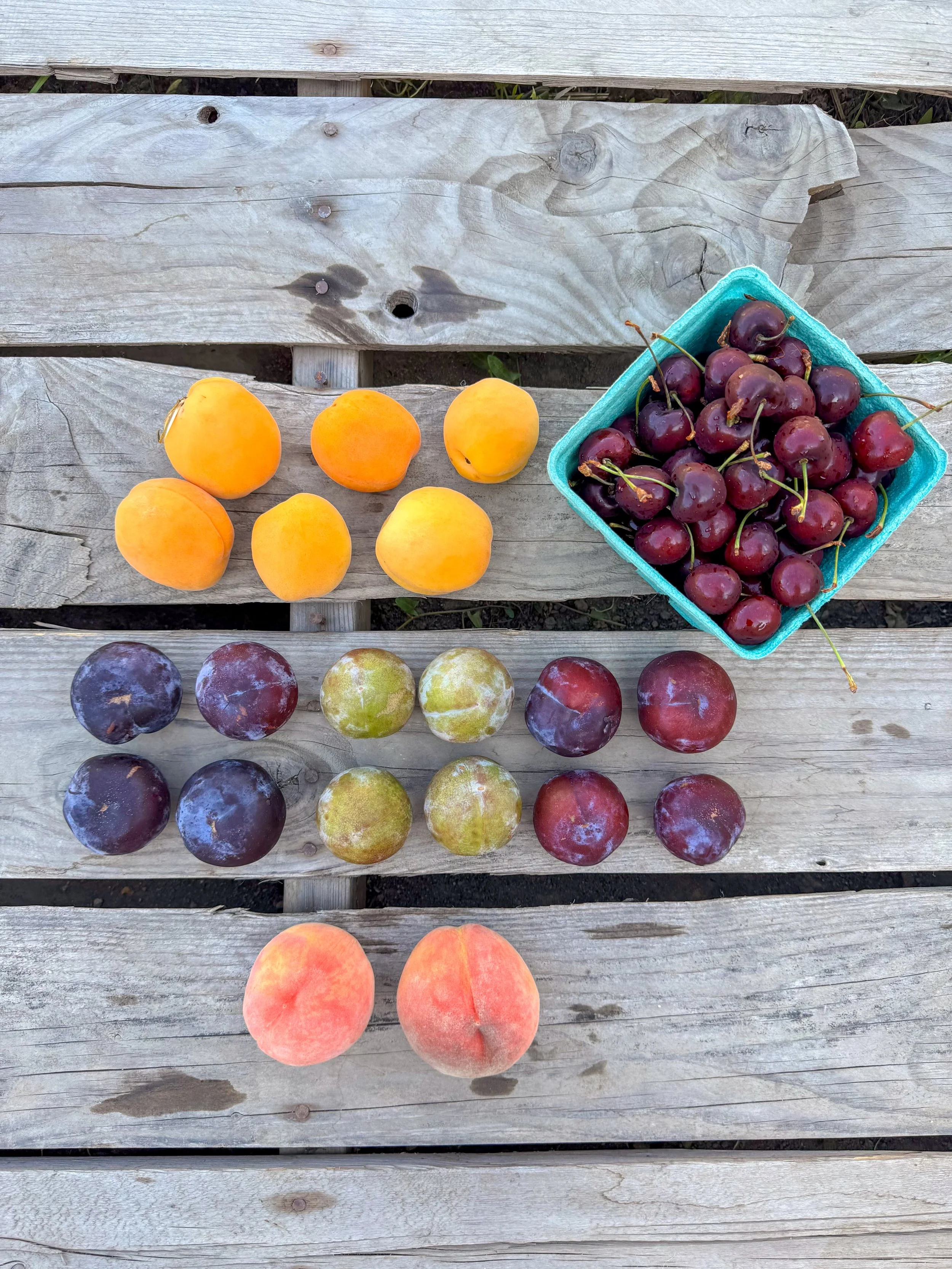 A wooden picnic table with three rows of fresh fruits including apricots, cherries in a teal container, plums, and peaches.