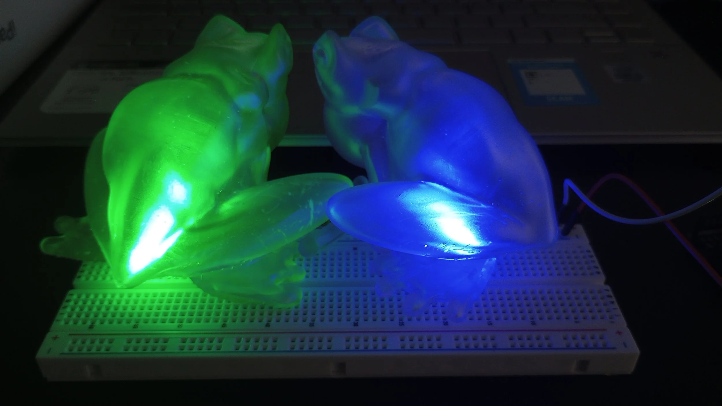 Glowing Frogs 3.jpg