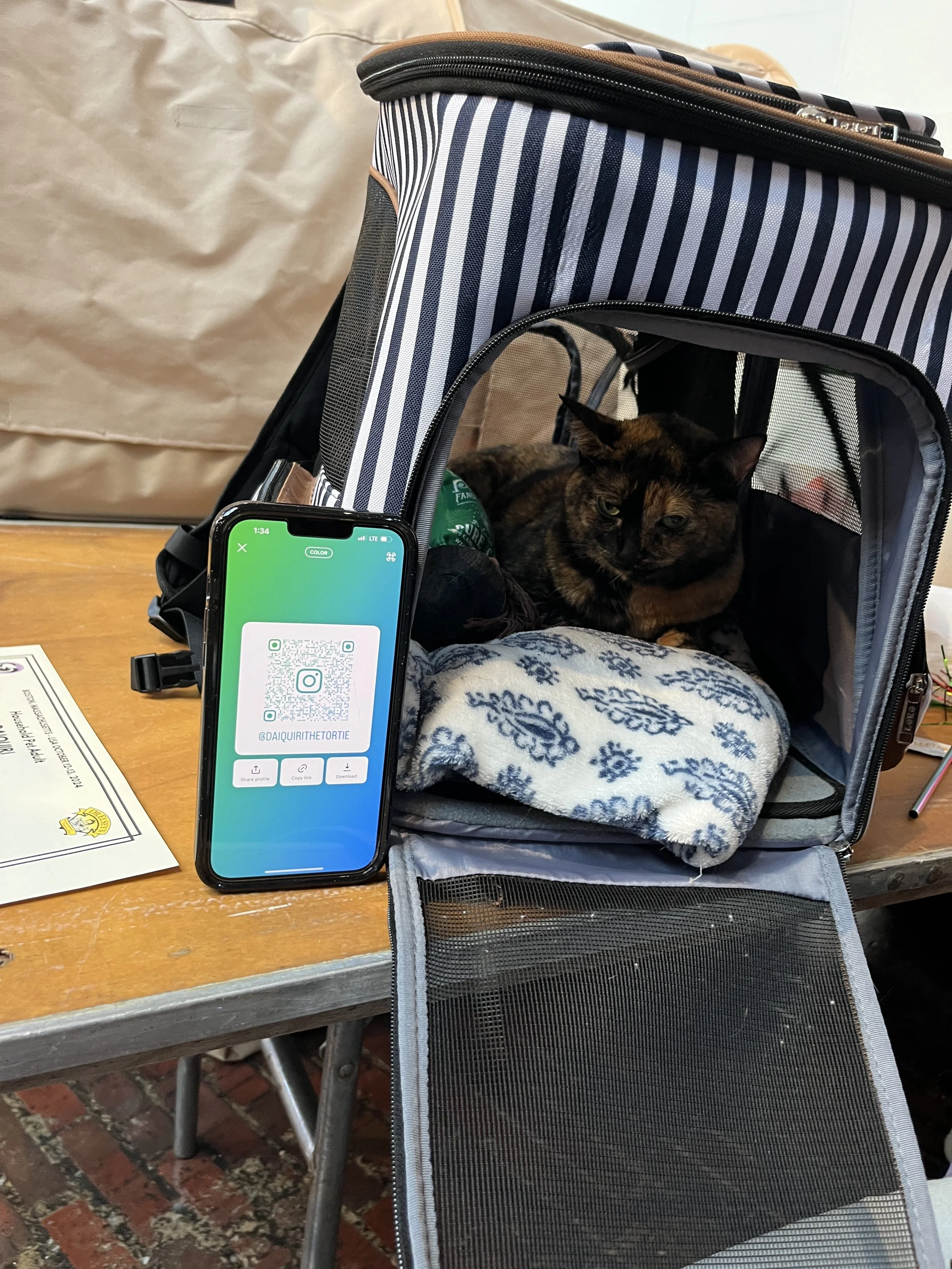 Audio: Inside "Catstravaganza"