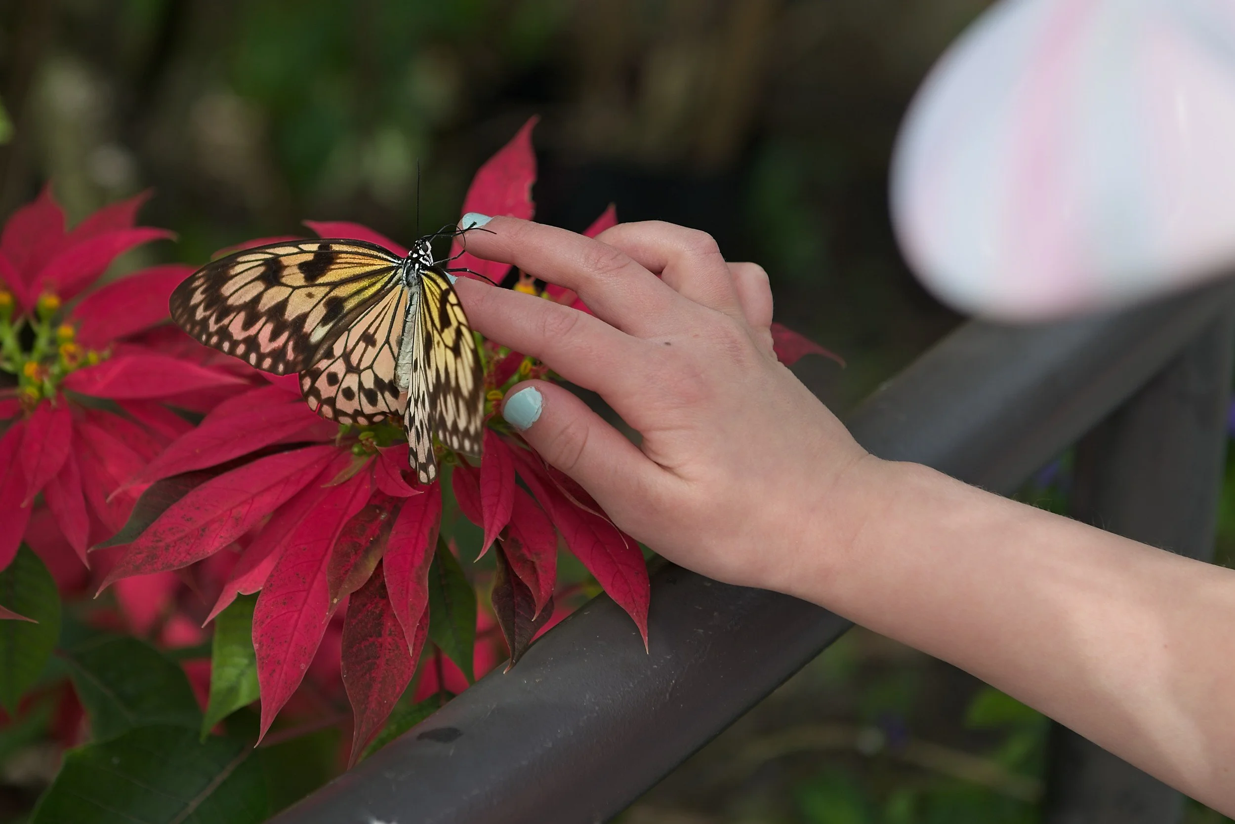 A person's hand with light blue nail polish touching a yellow and black patterned butterfly on a red poinsettia plant.