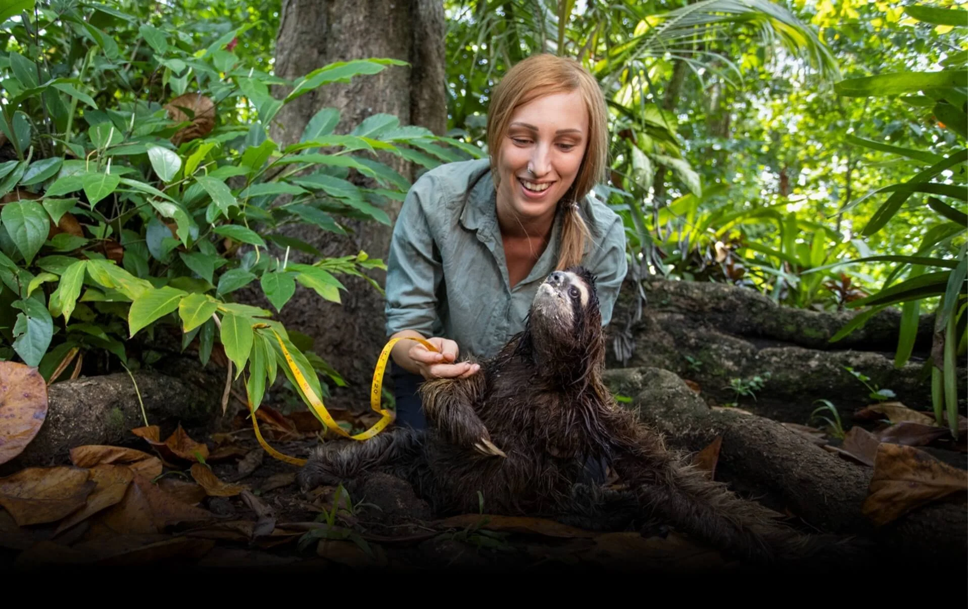 A woman in a green shirt kneeling in a jungle setting, holding a wet sloth with a yellow measuring tape around its body, surrounded by lush green foliage and large tree roots.