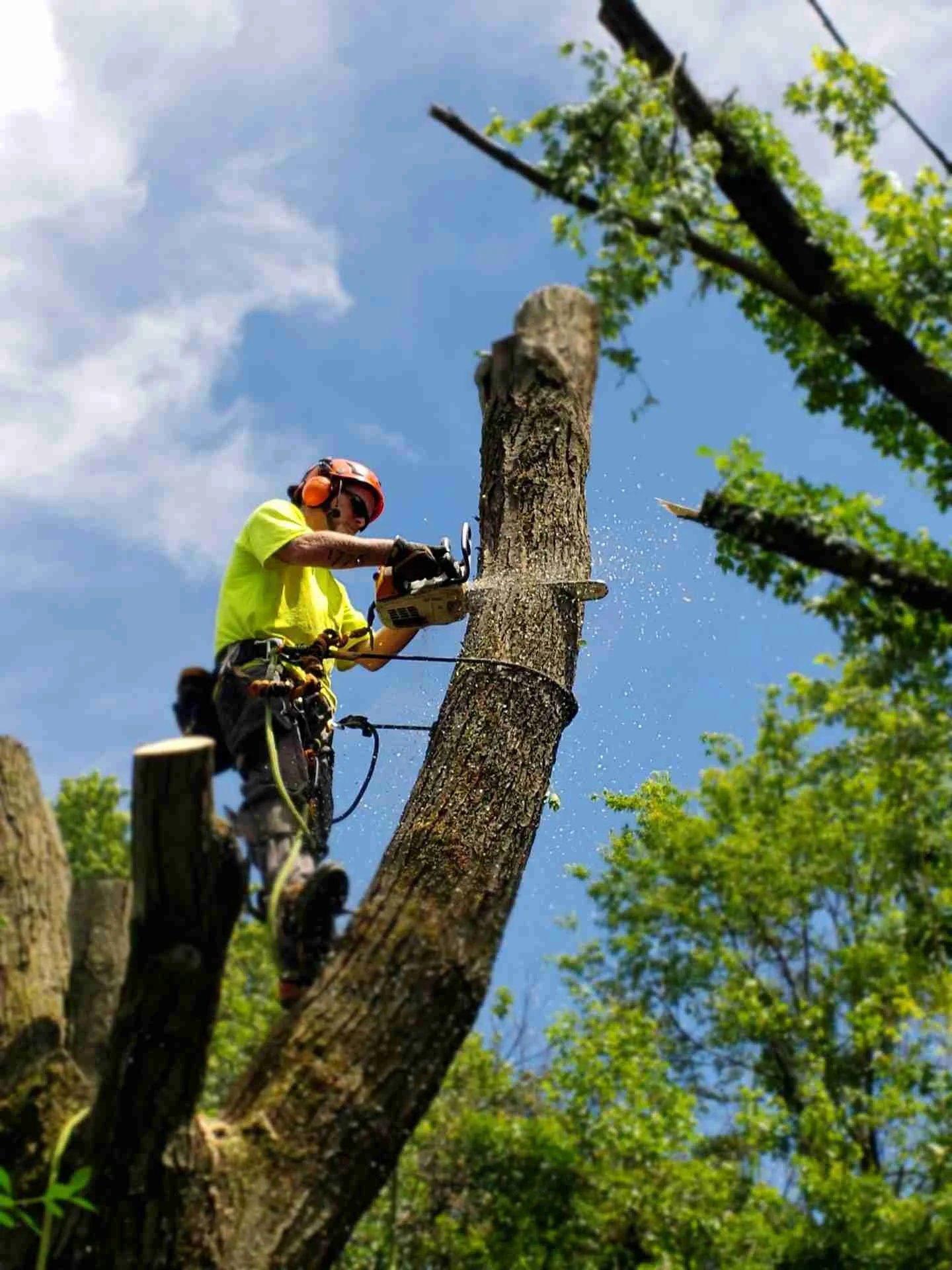 Tree Removal Service